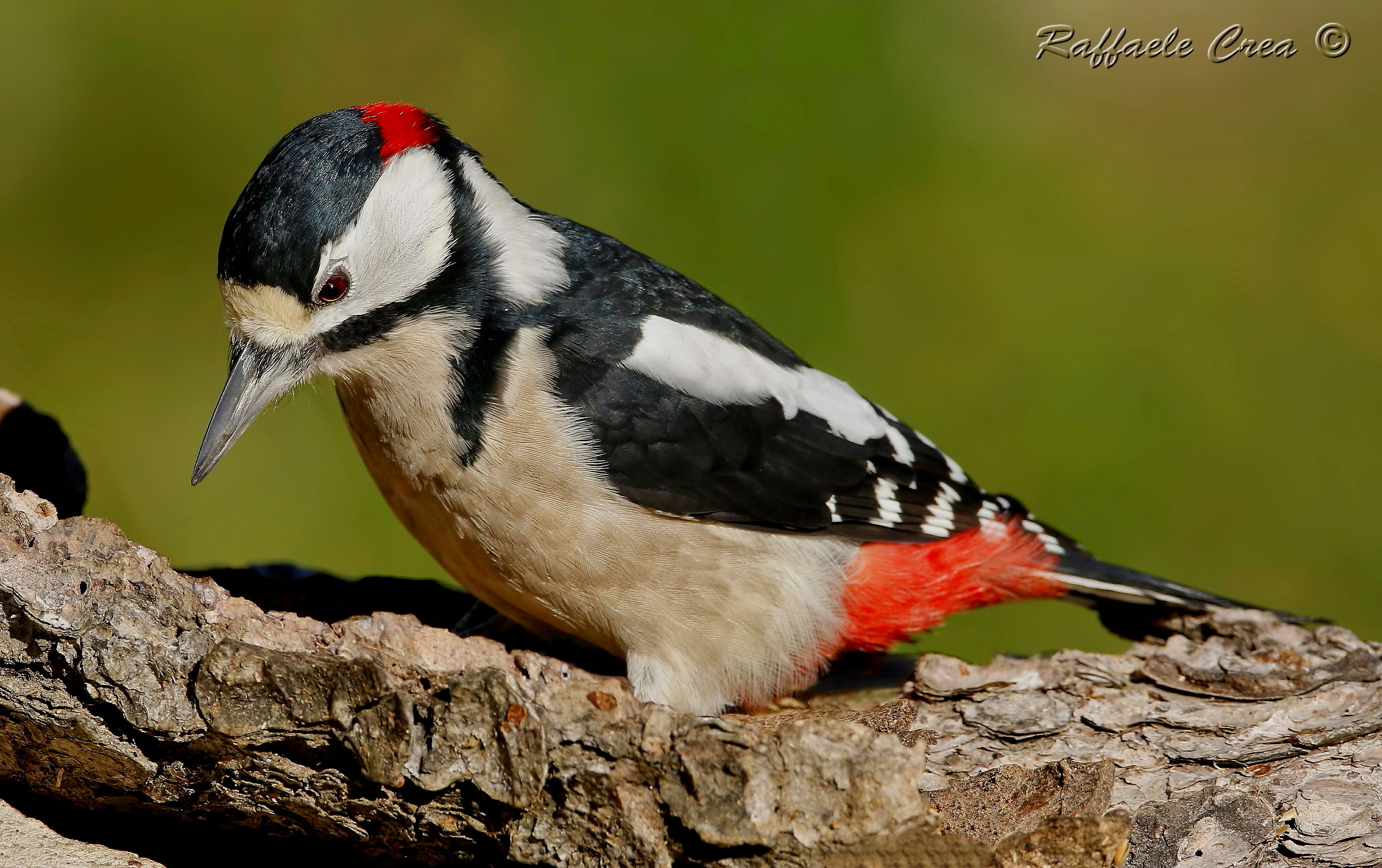 Greater Red Woodpecker