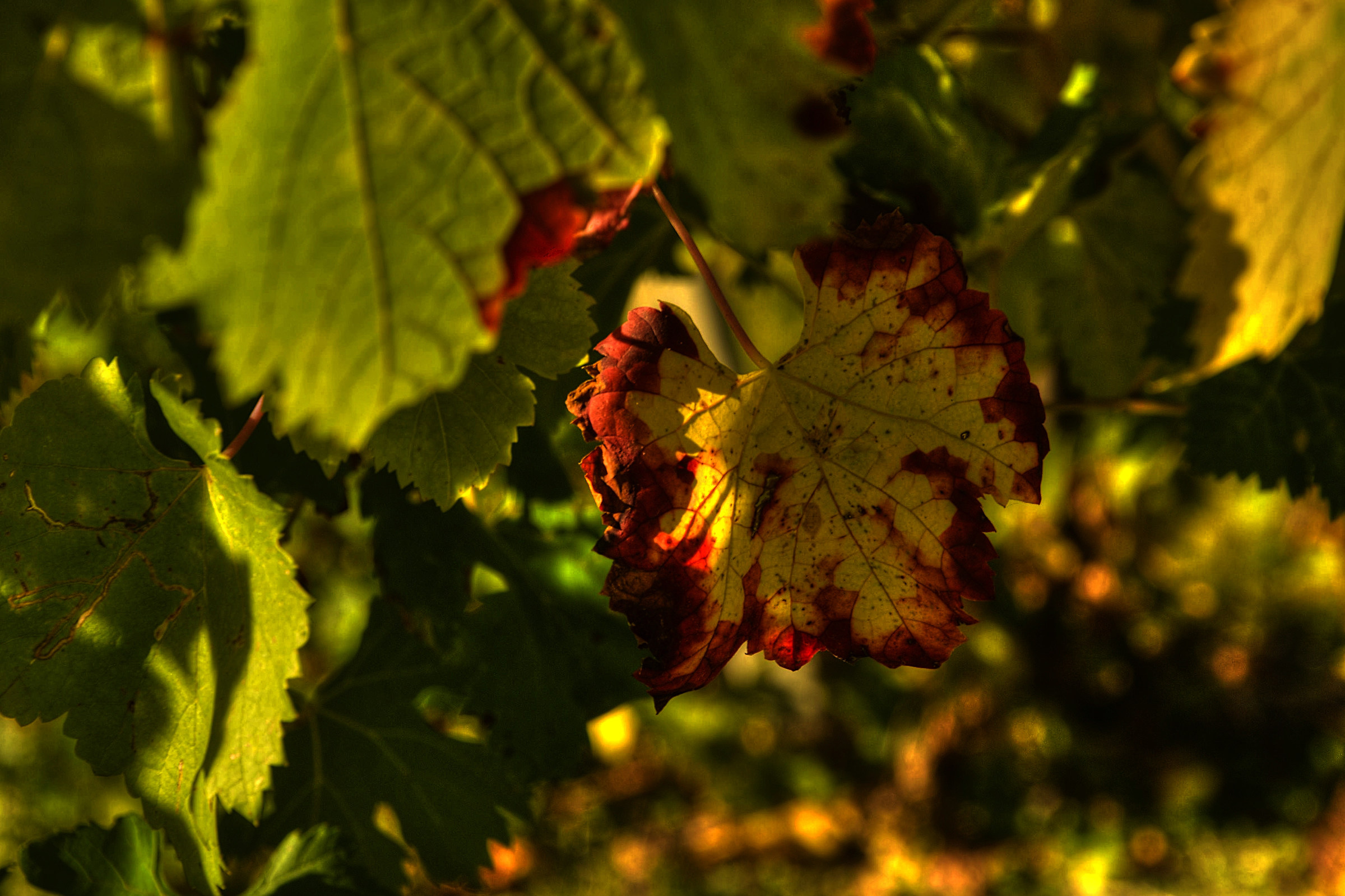 Autumn in the vineyards