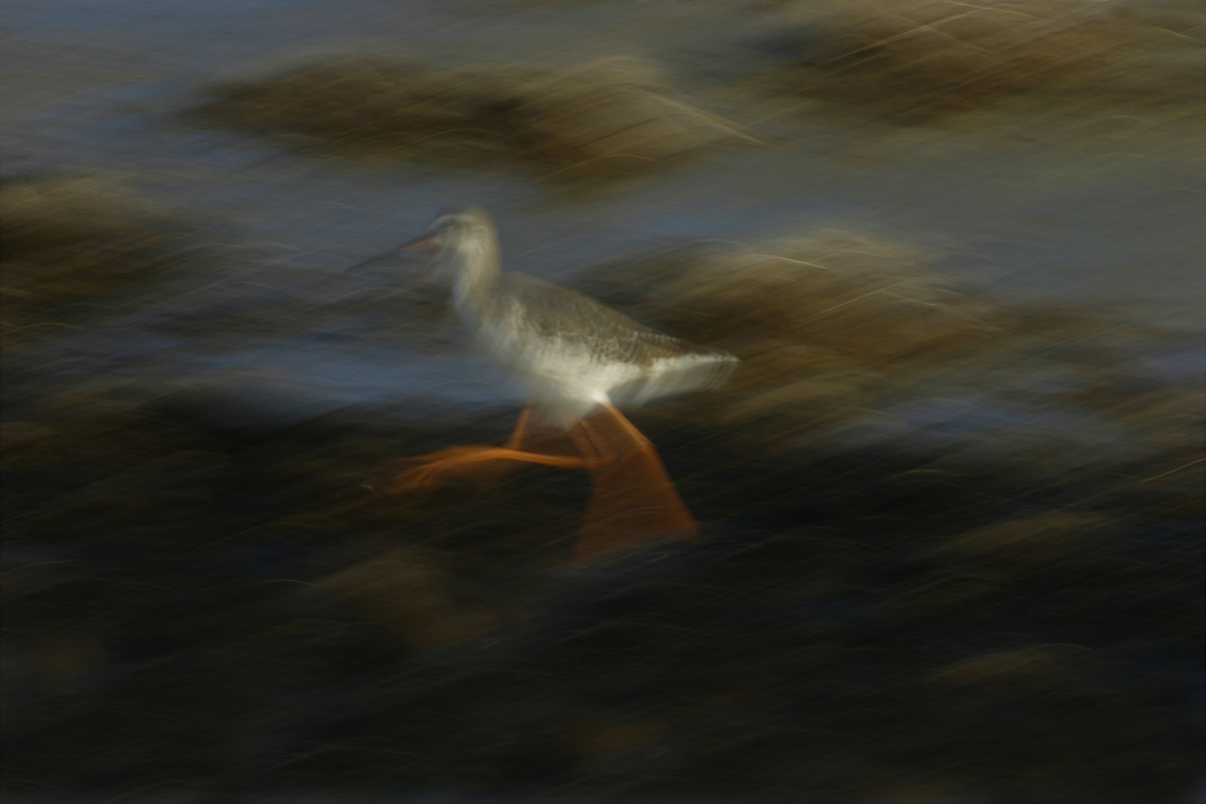 Totano Moro in panning