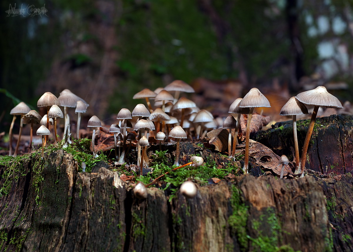 A beautiful family of mushrooms.