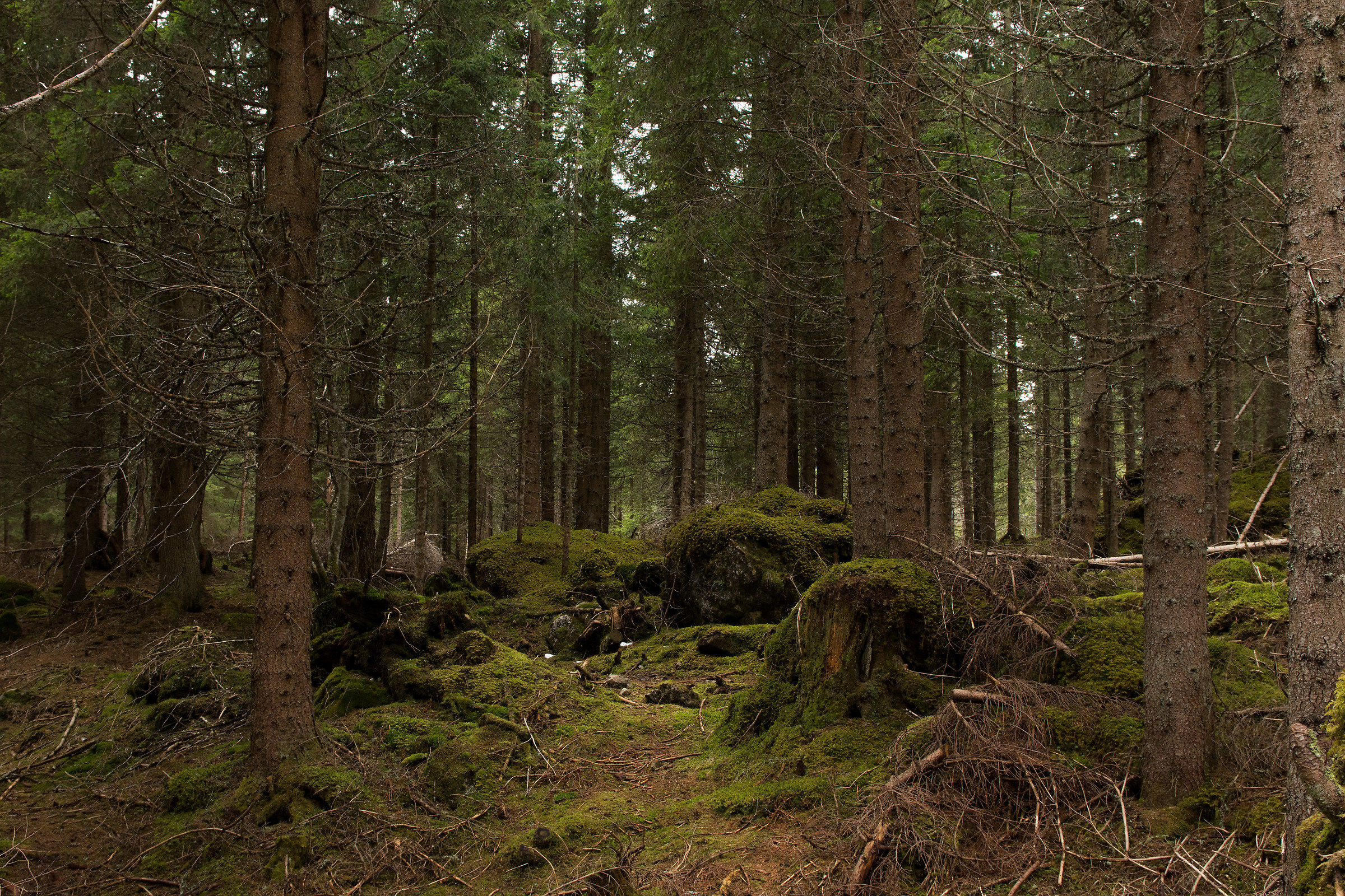 Bosco intorno al lago di Carezza