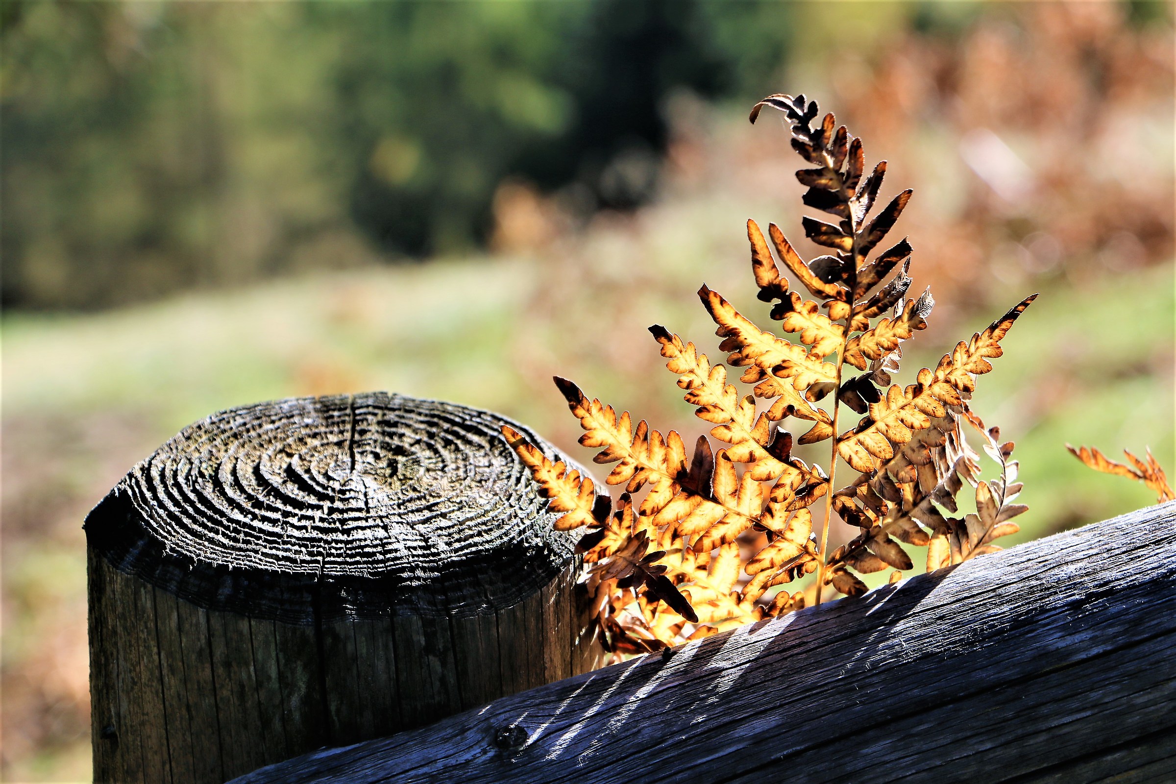 In Autumn every leaf is a flower.