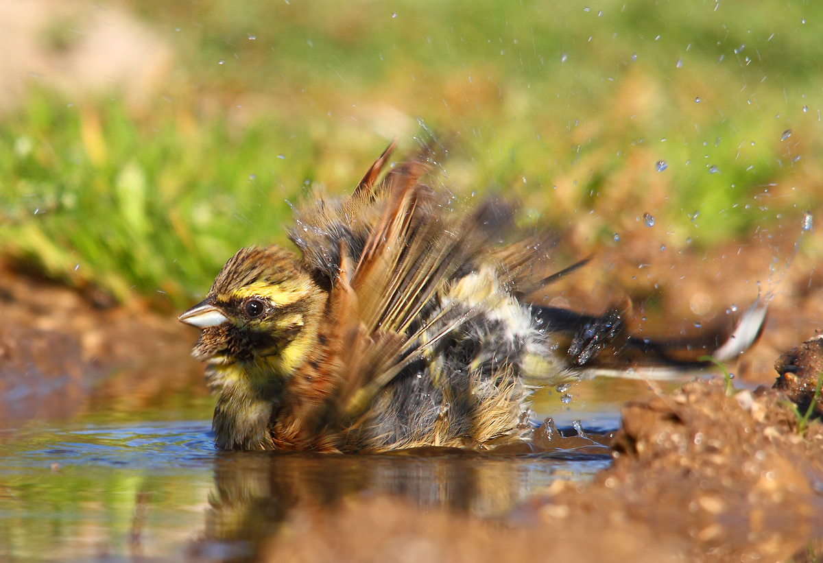 ziglo nero al bagno