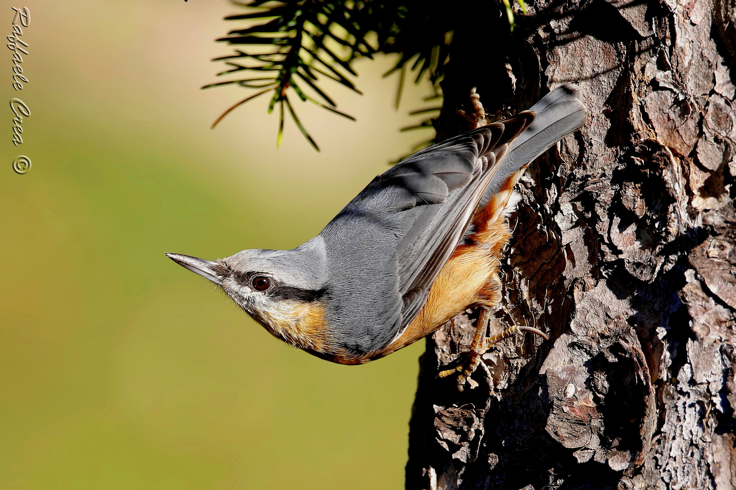 Woodpecker Bricklayer