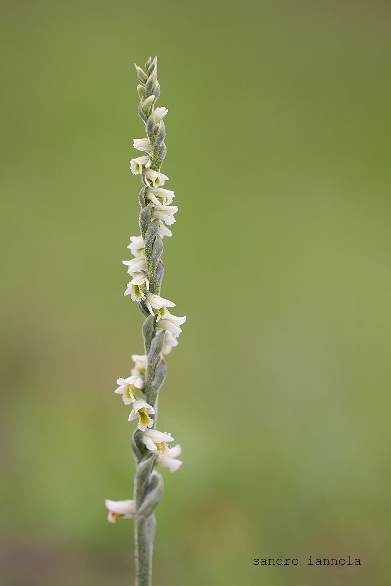 Spiranthes spiralis