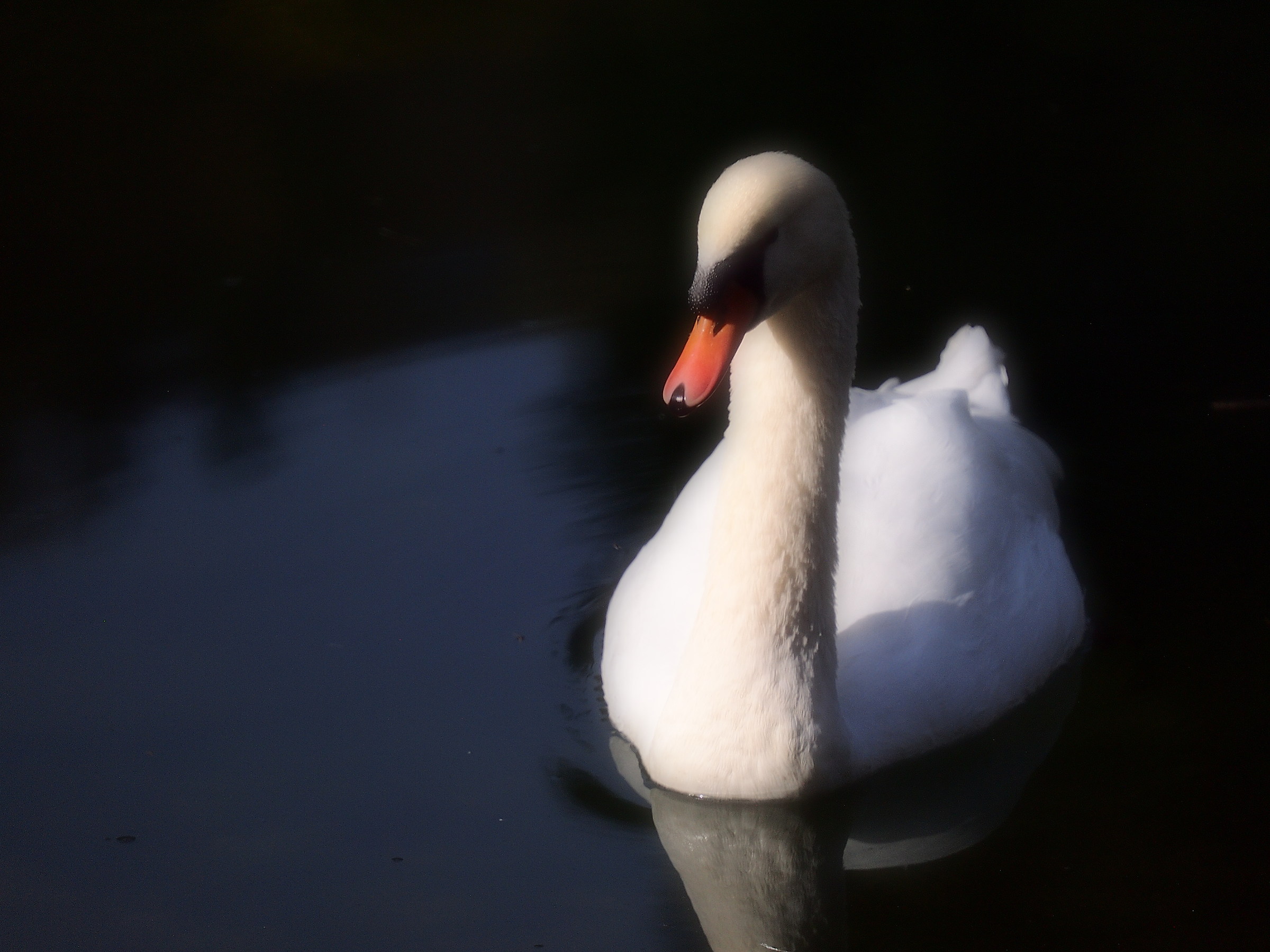 Romantic swan