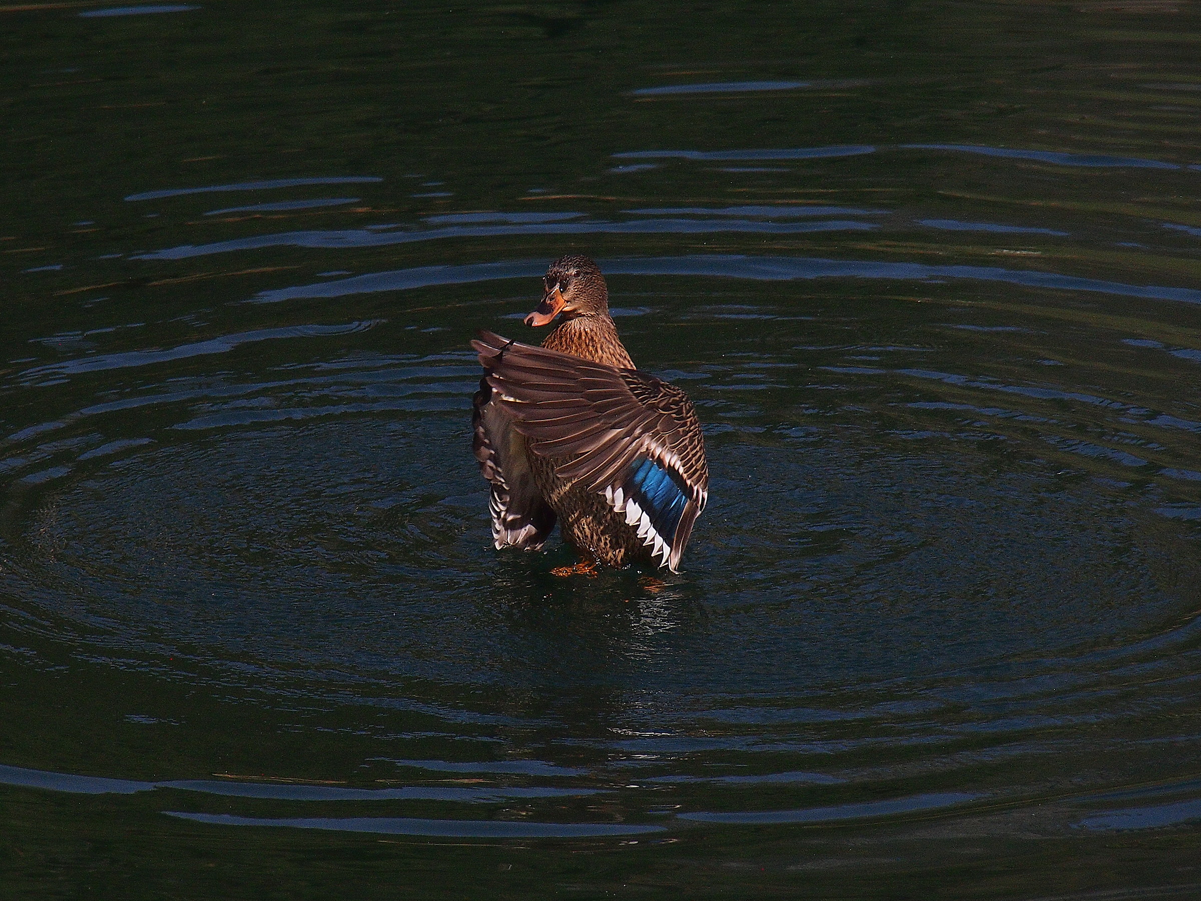 Prayer on the water