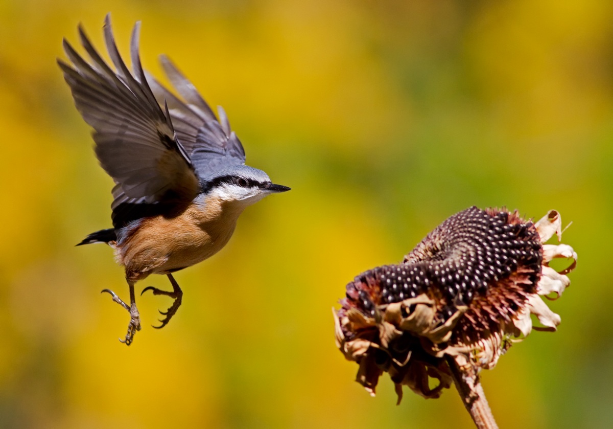 the flight of the nuthatch