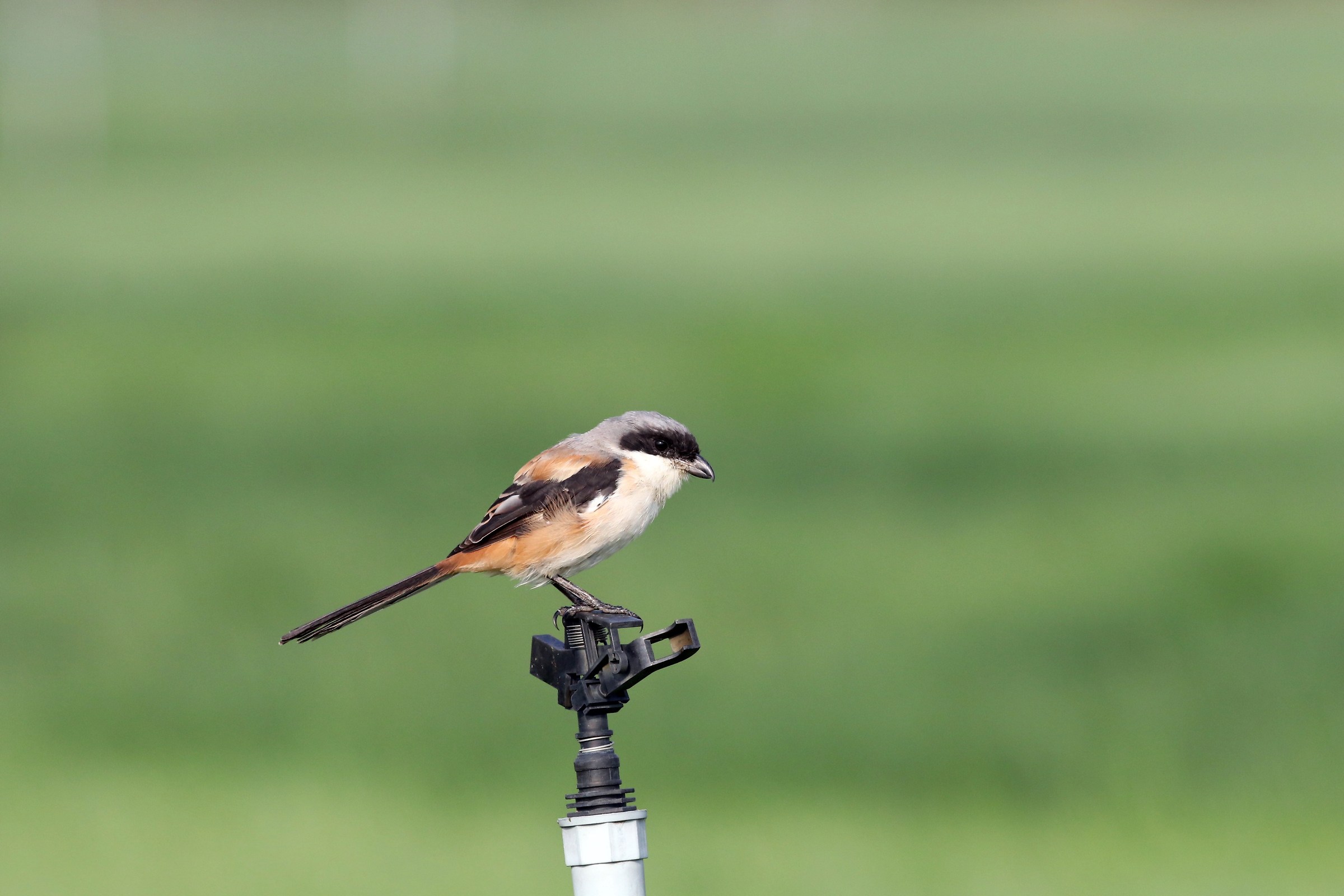 Long-tailed Shrike