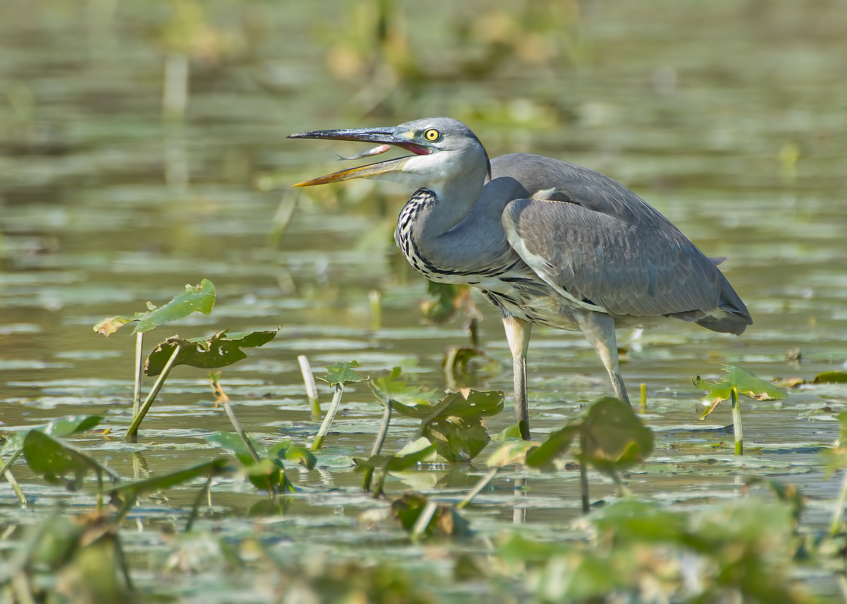 gray heron