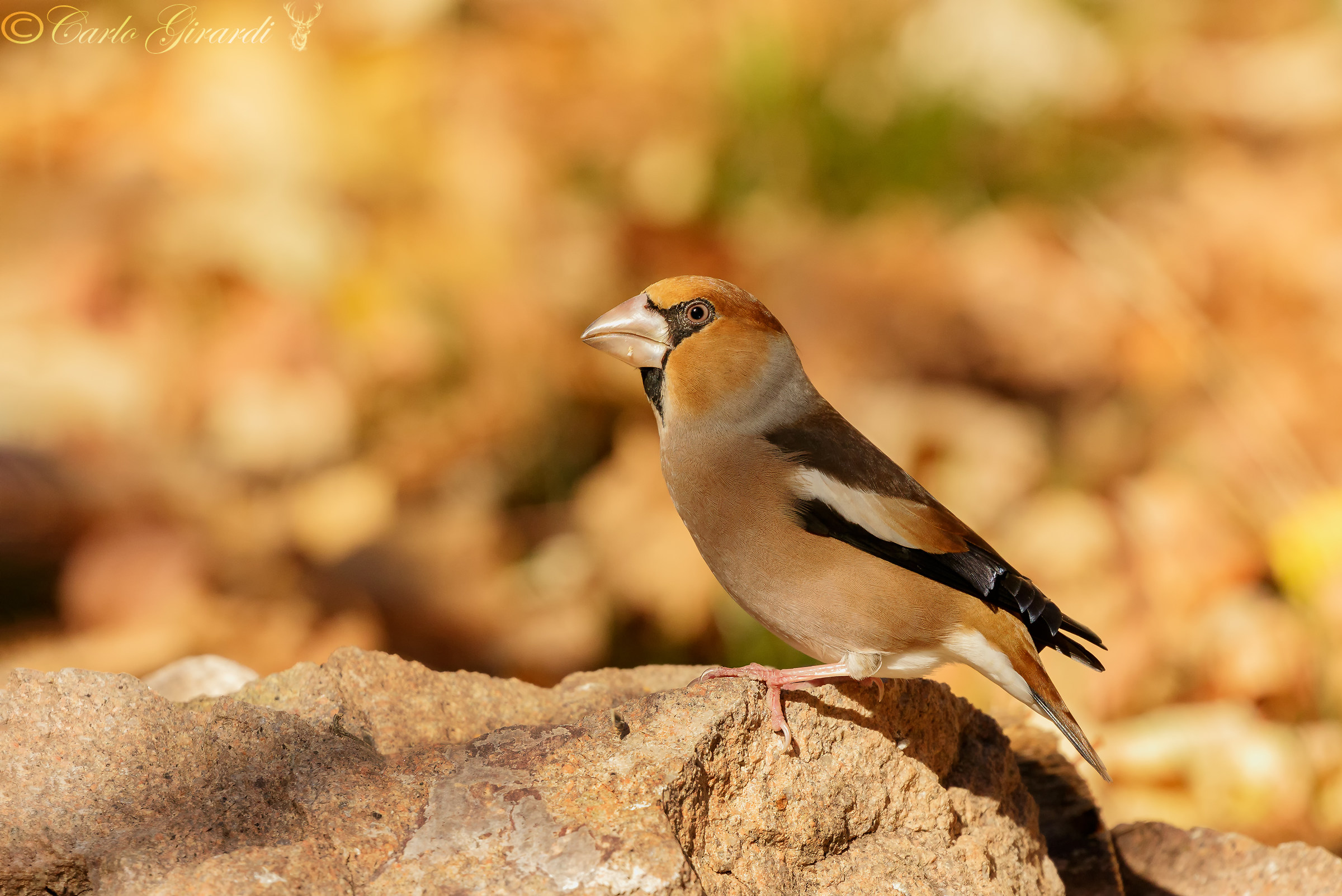 Frosone Maschio 2017