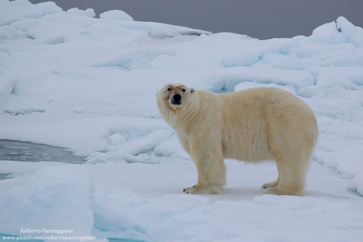 A caccia tra i ghiacci
