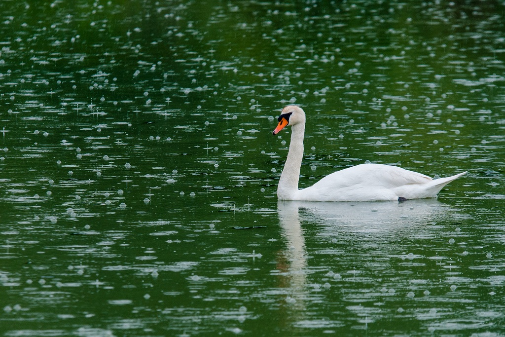 Cigno nella pioggia