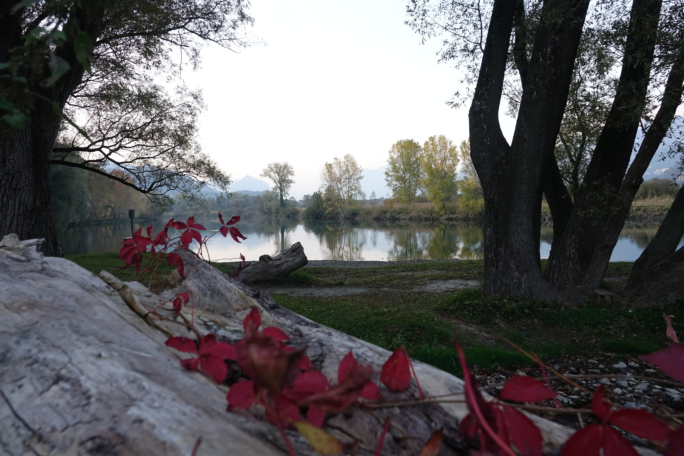 Autumn along the Adda