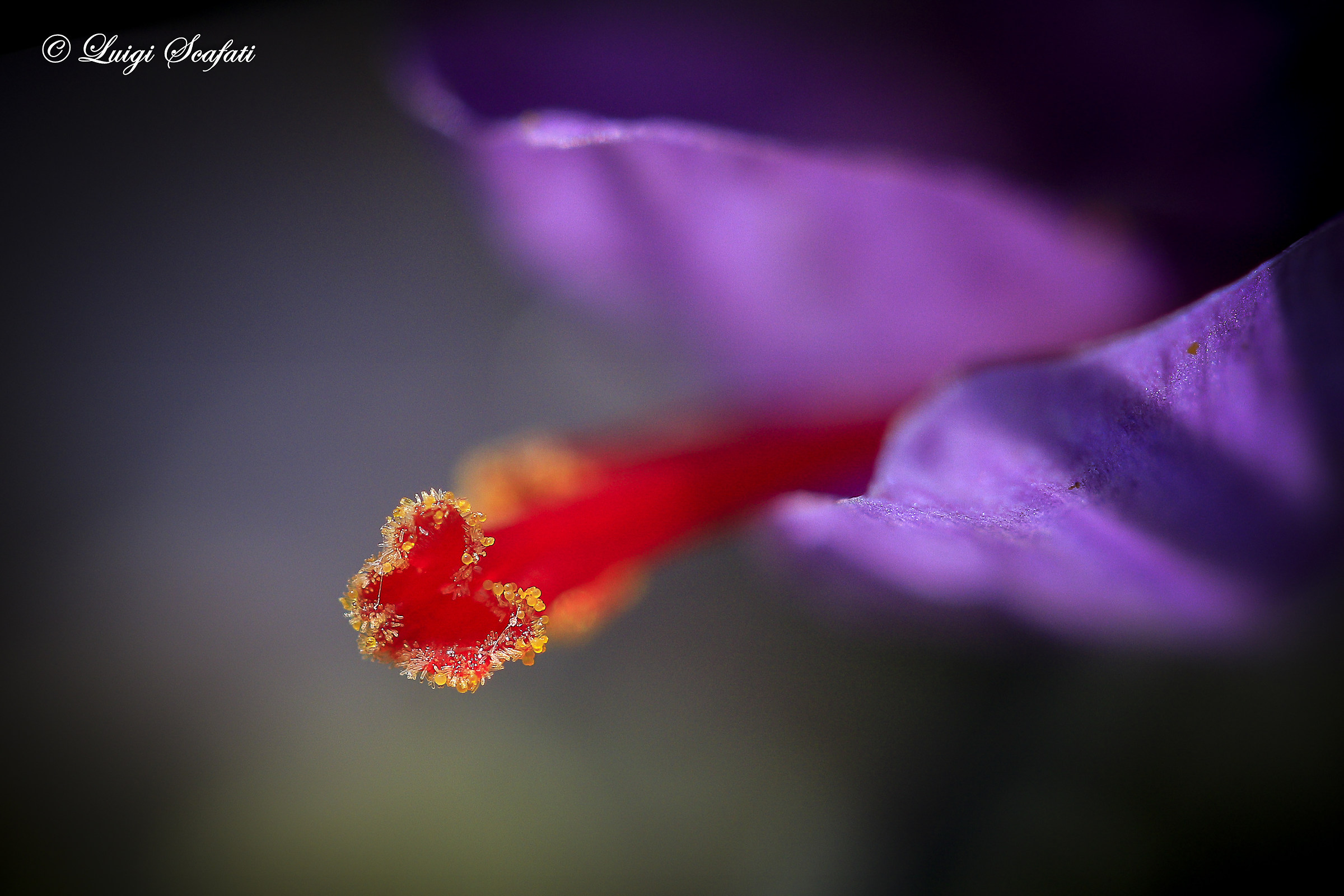 In the heart of saffron