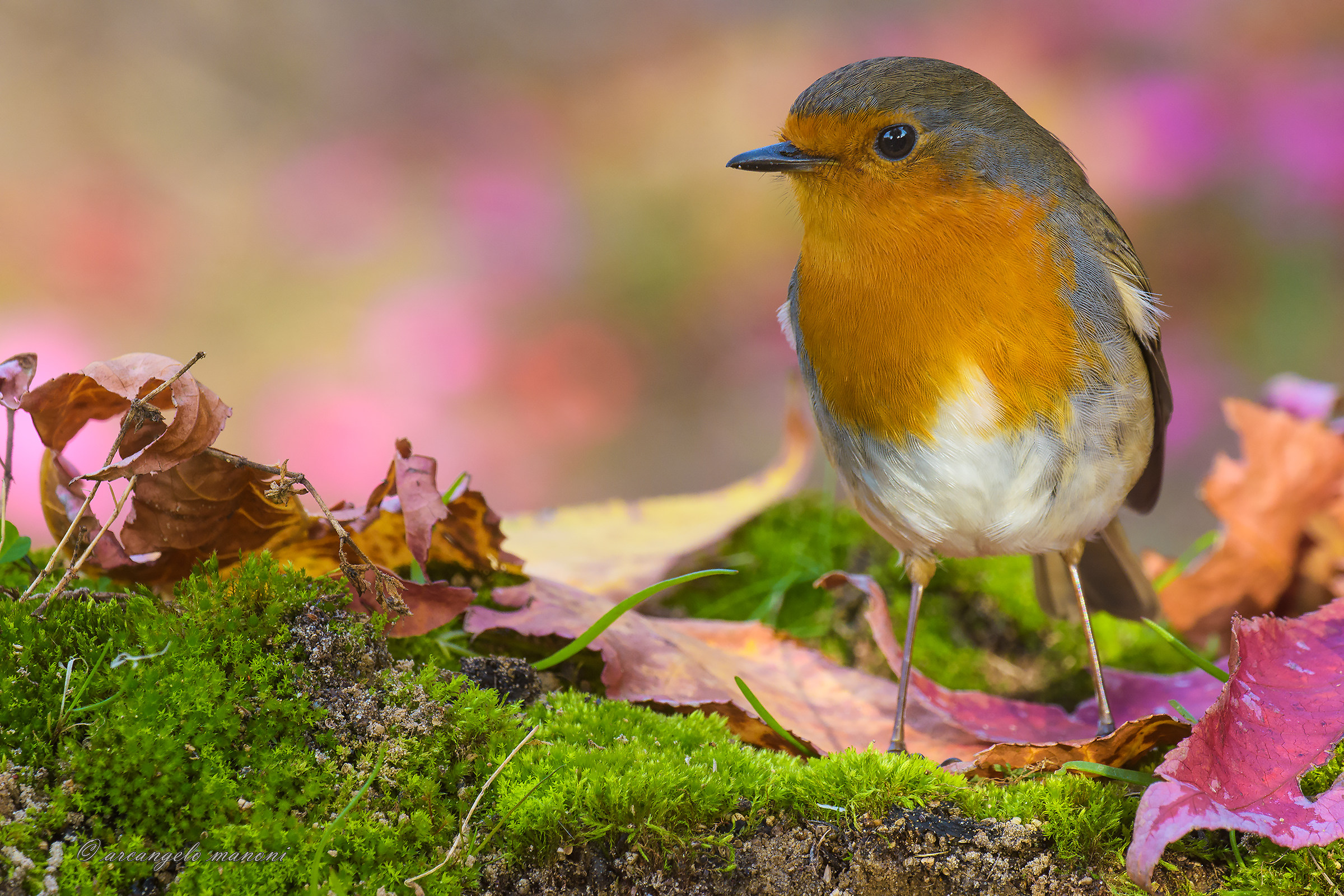 The robin and the fall