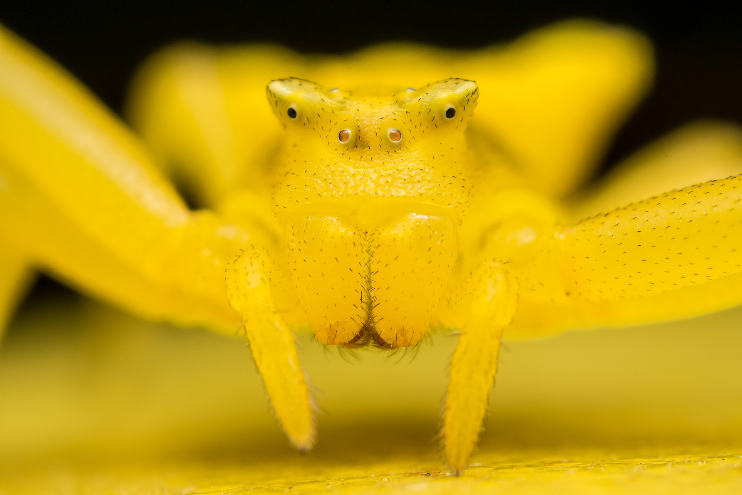 Thomisus onustus femminile