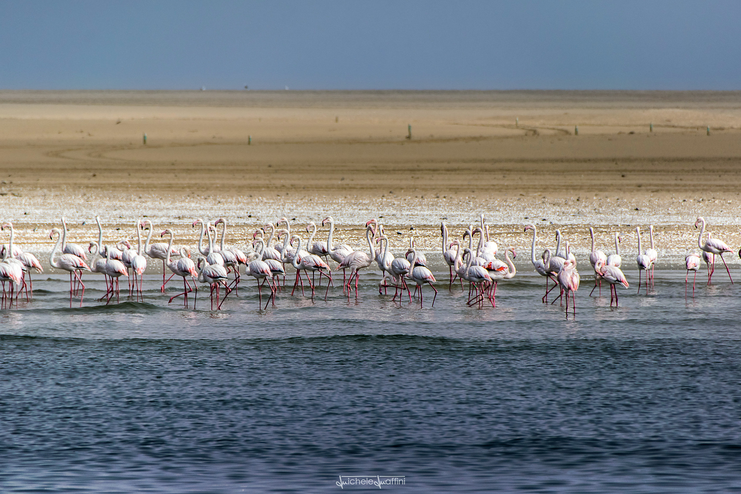 Namibia - Fenicotteri Rosa