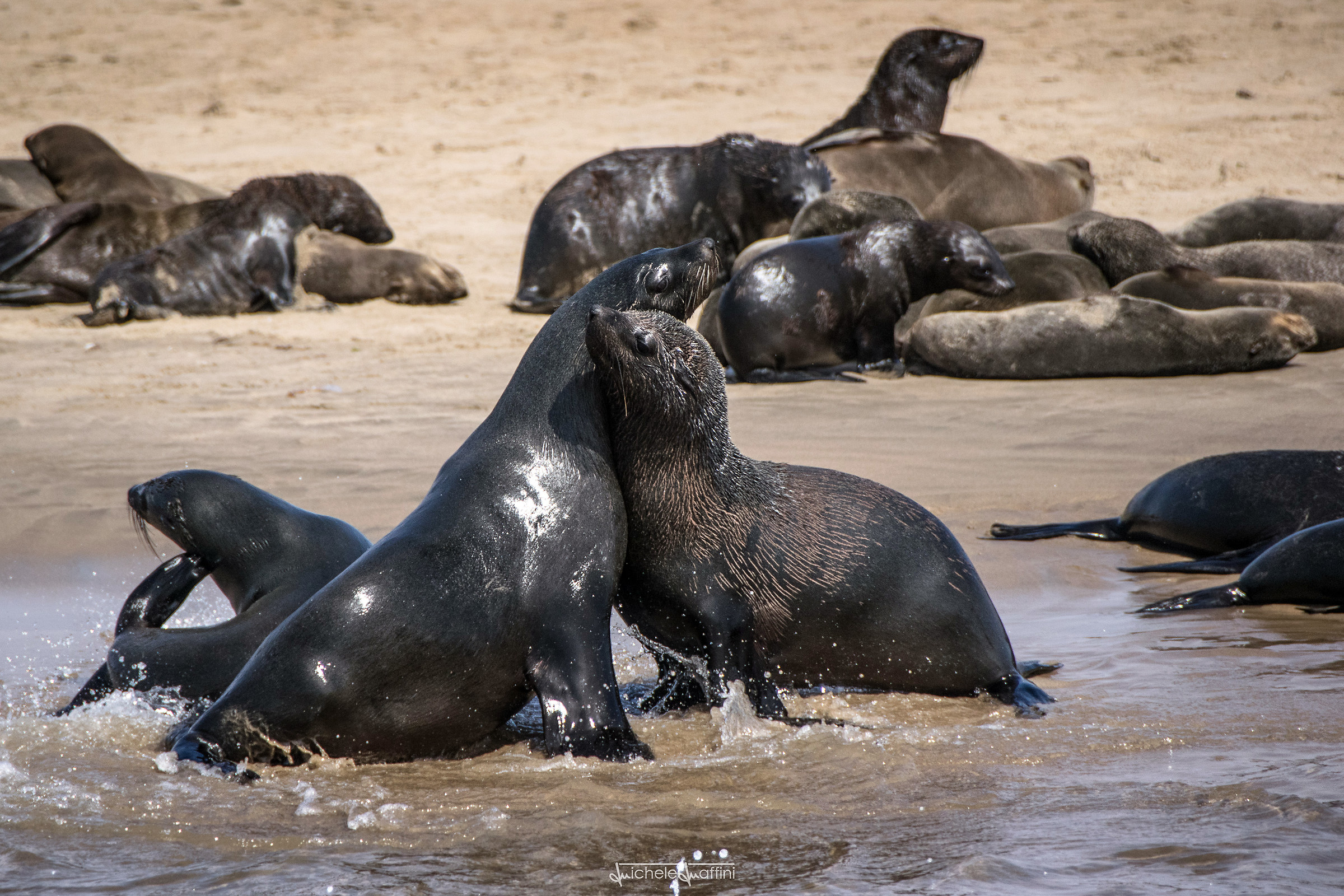 Namibia - Otarie in amore