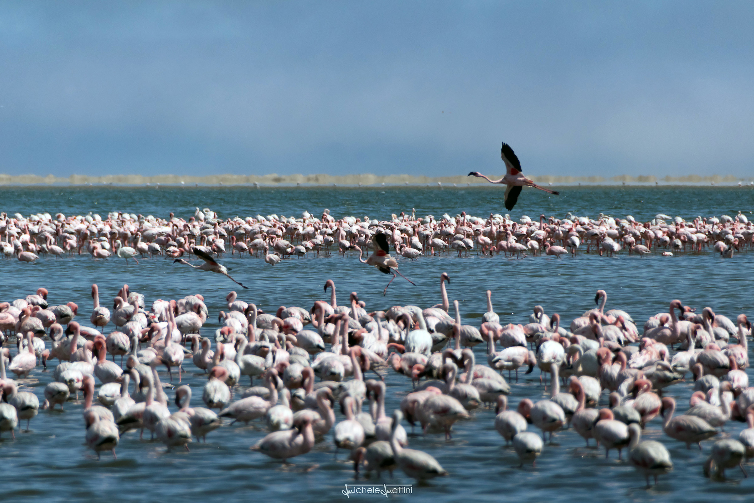 Namibia - Pink Flamingos