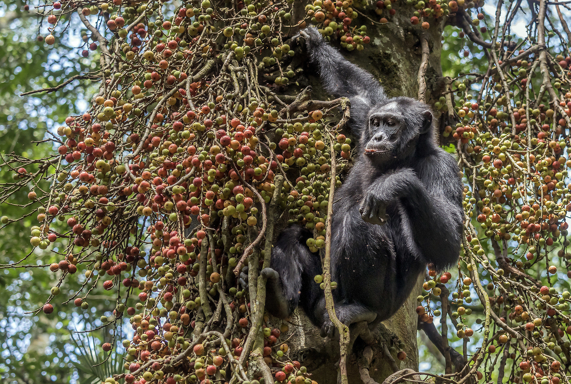 Chimpanzee - Kibale, Uganda
