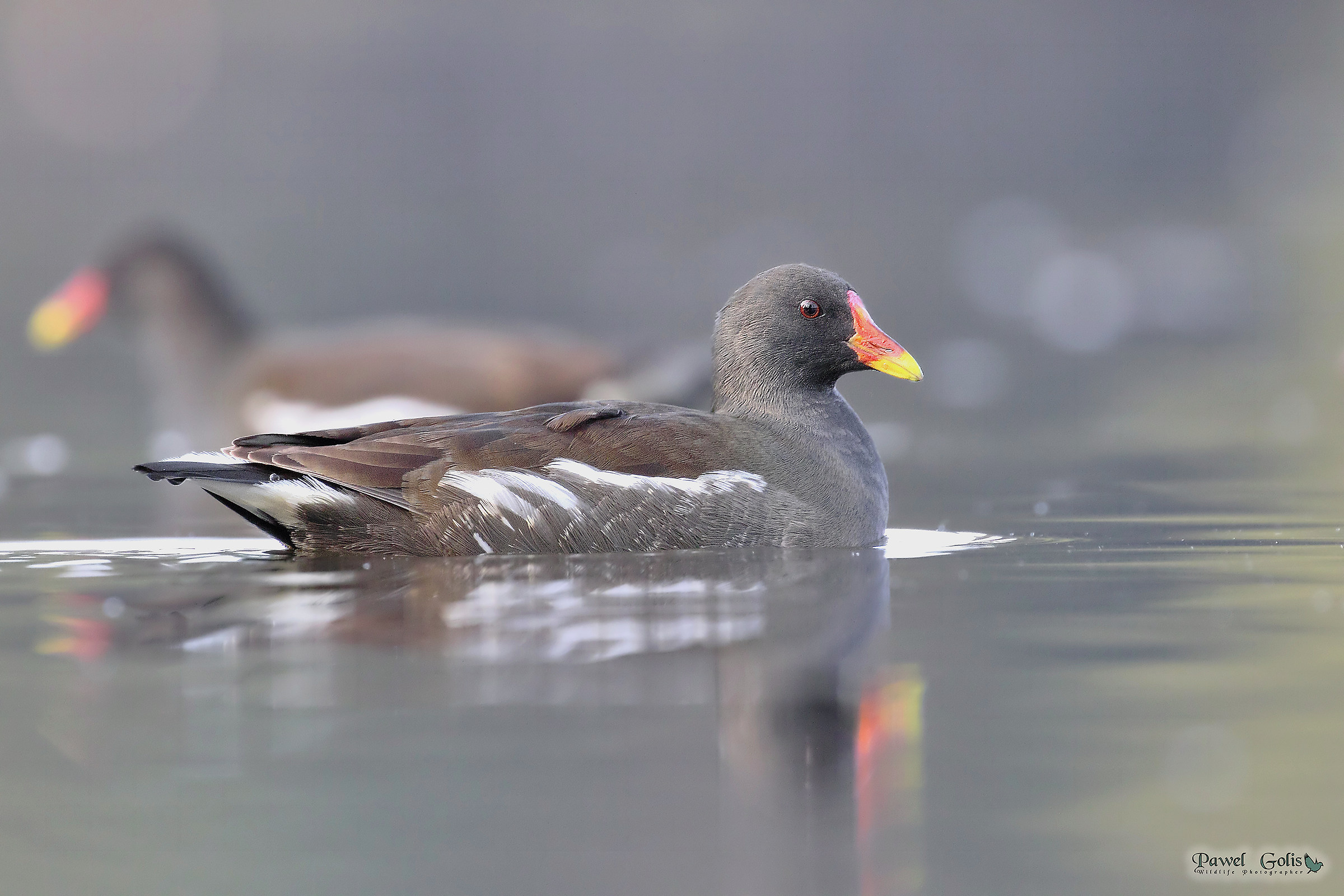 Common Moorhen (Gallinula chloropus)
