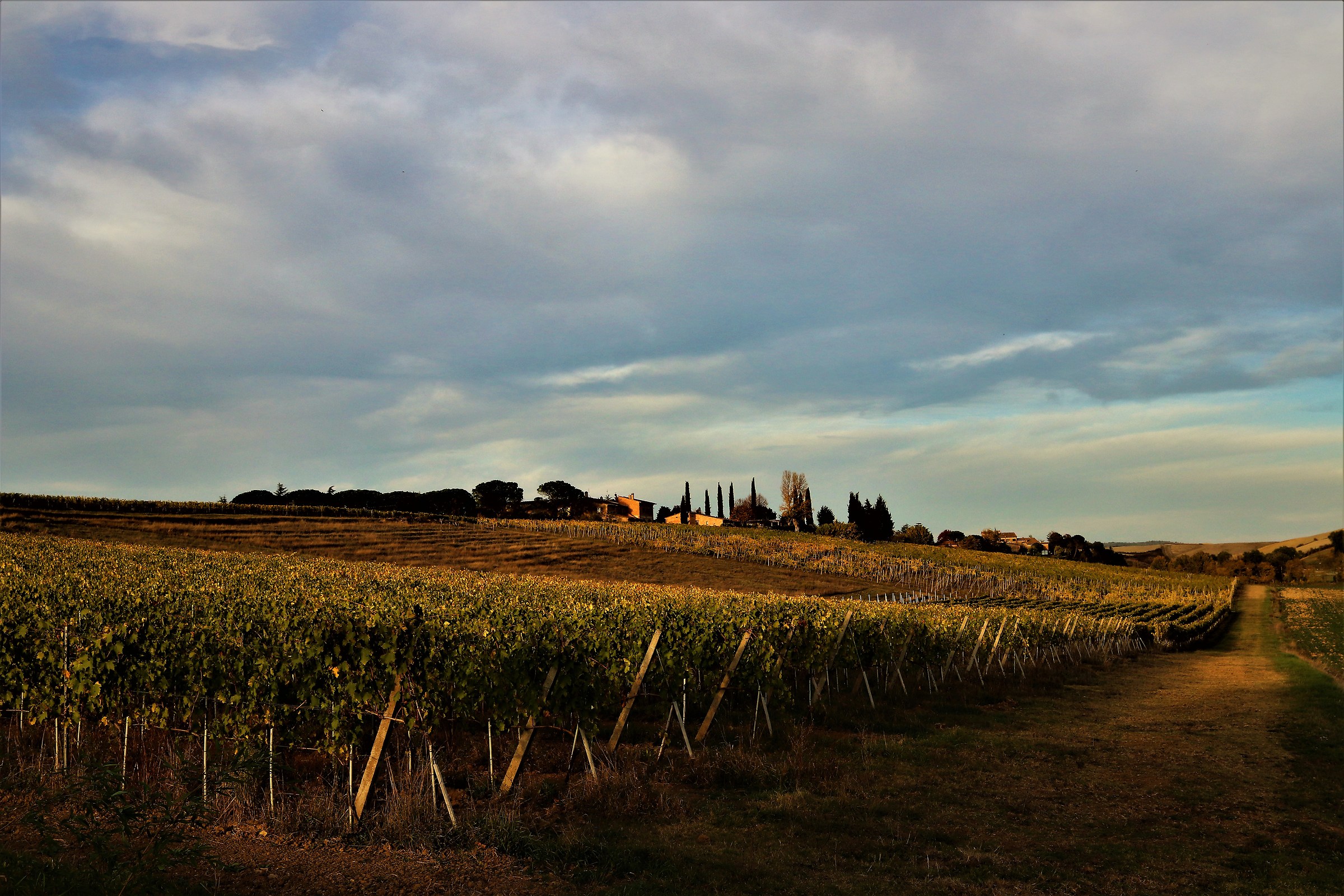 Autumn vineyards