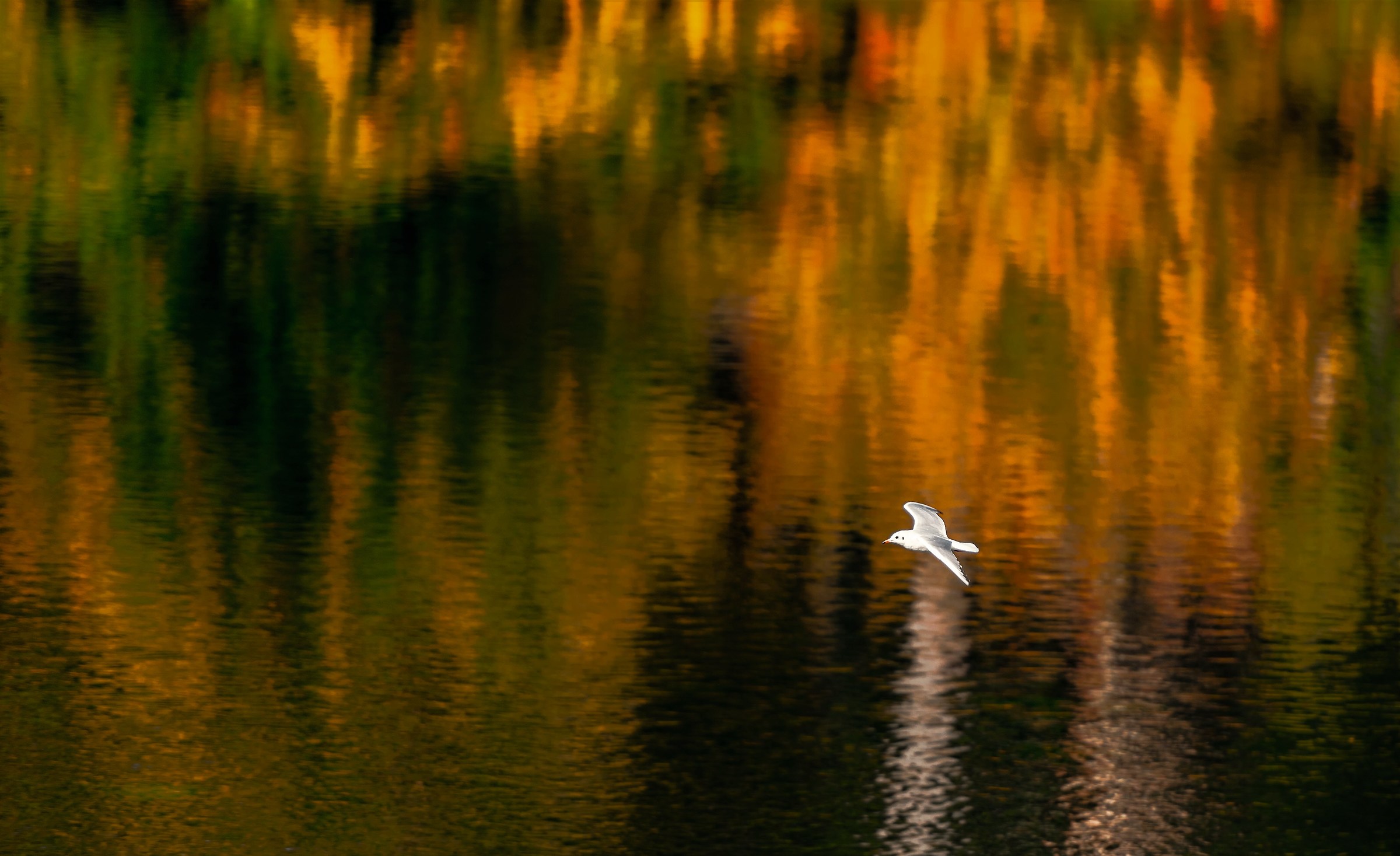 volo autunnale.................