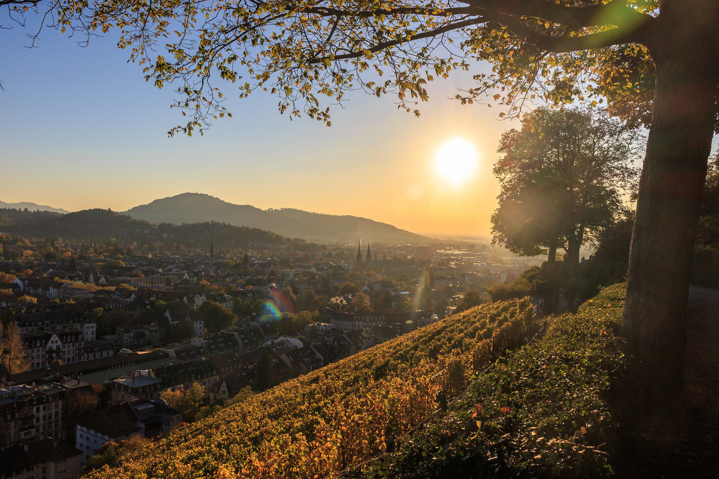 Friburgo in Brisgovia