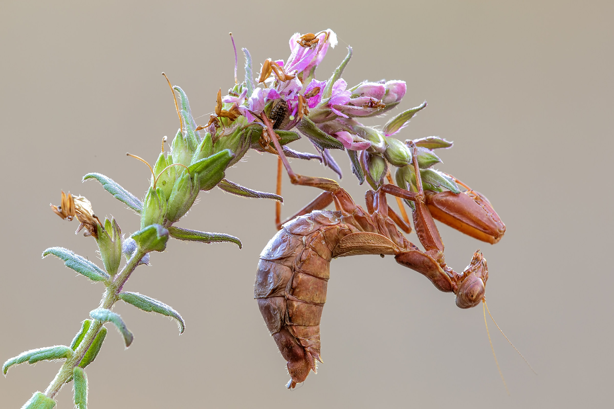 Mantis of Spallanzani