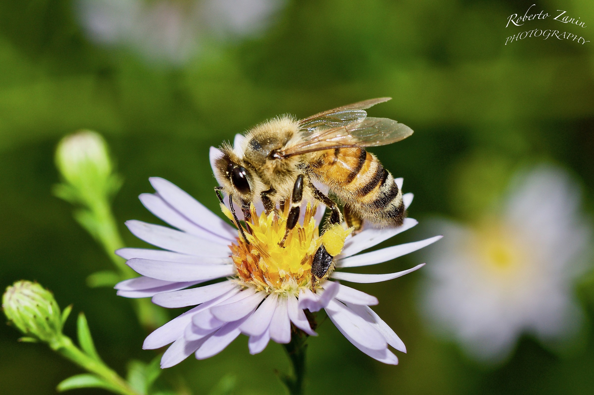 Sulle ultime fioriture