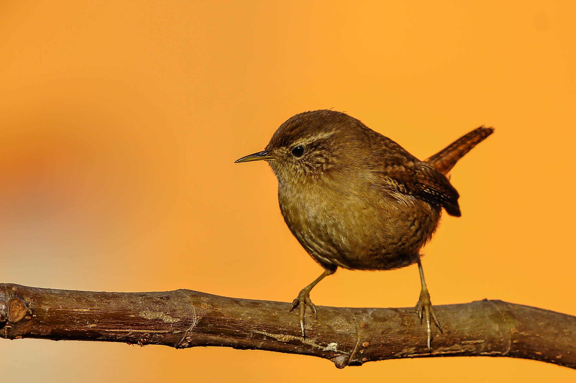 Wren