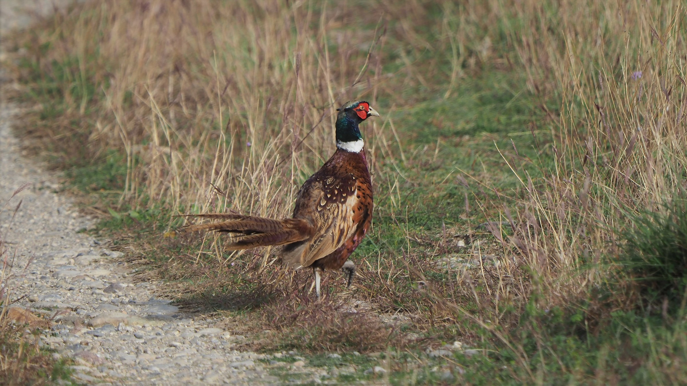 pheasant in a hurry