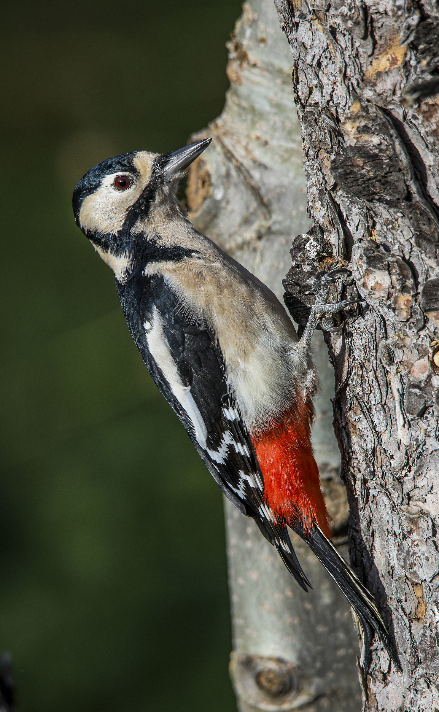 Red woodpecker