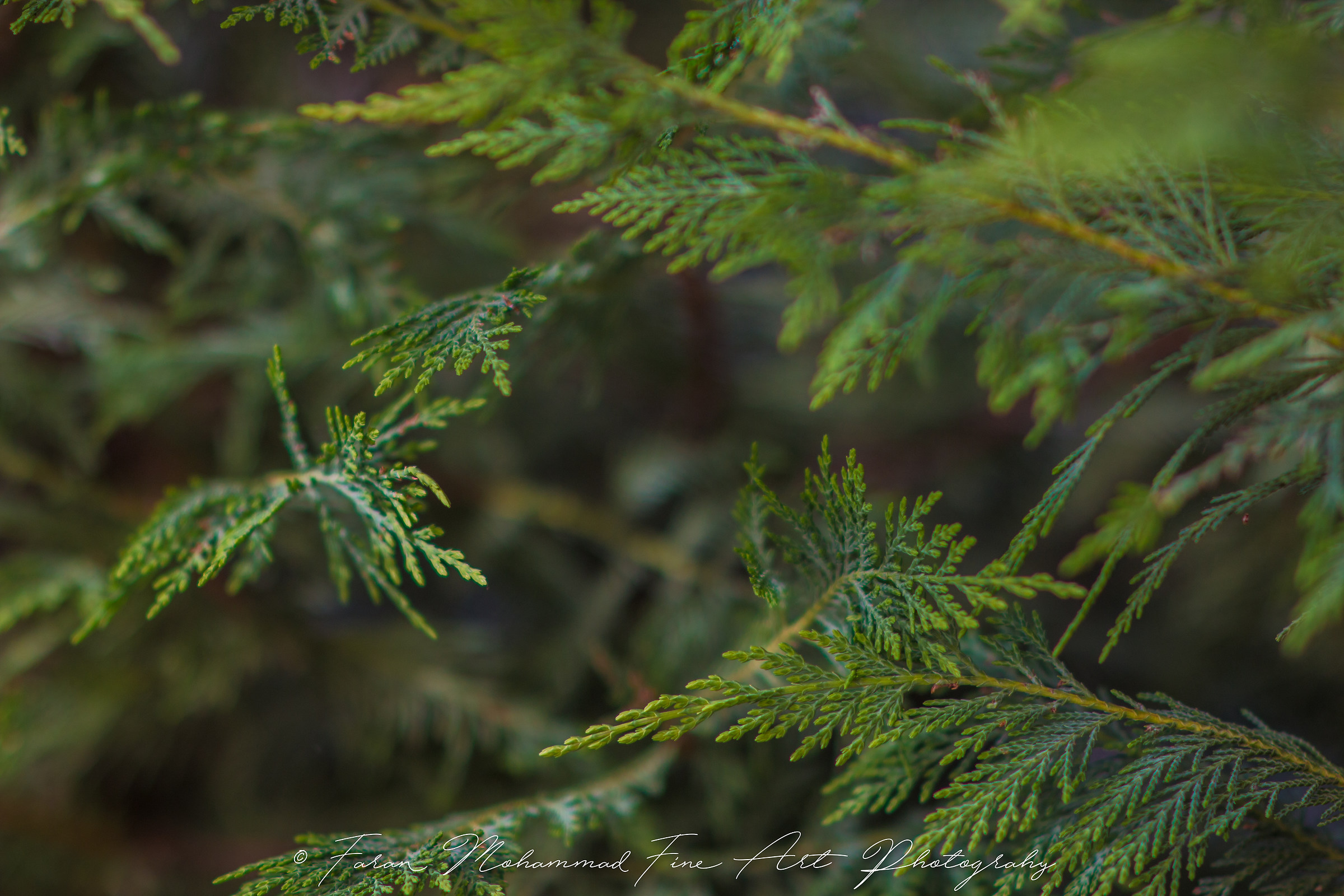 Untitled Photo