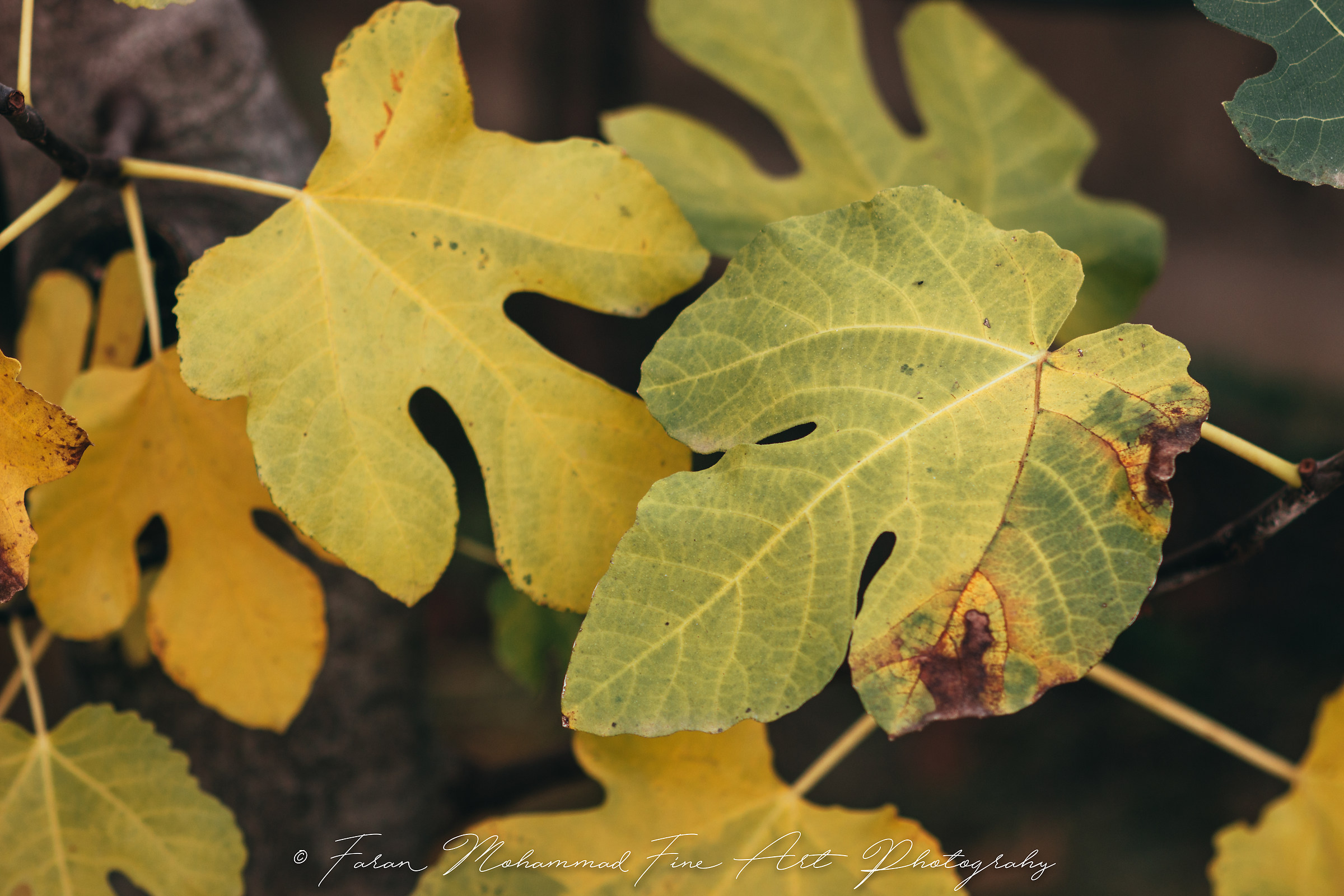 Untitled Photo