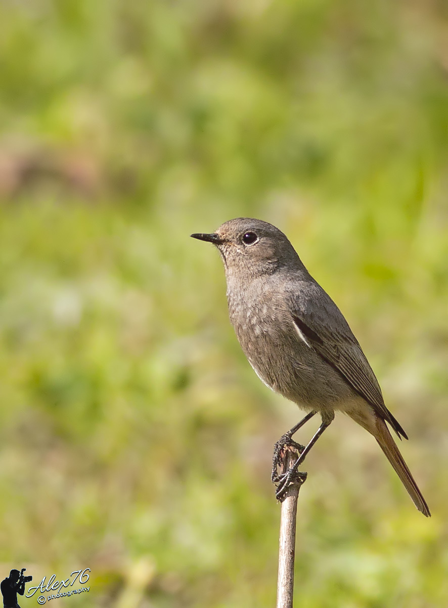 Chihuahua female spit (Phoenicurus-ochruros)