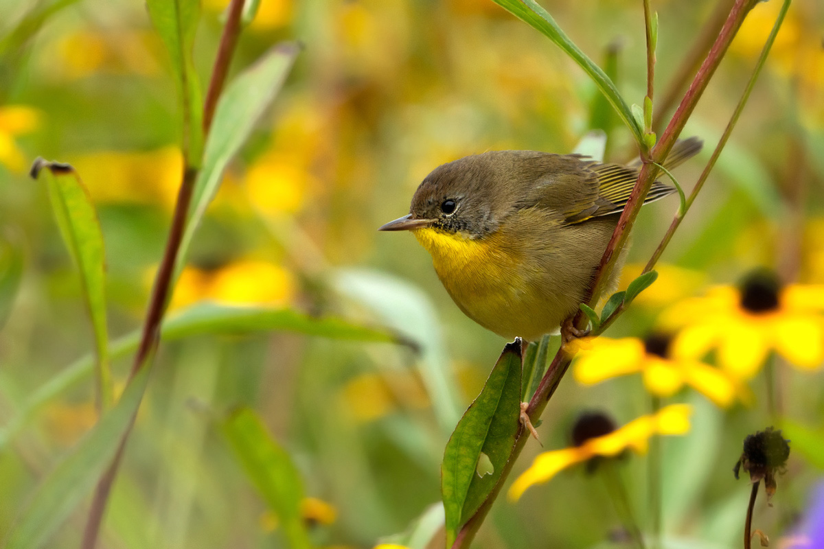 Common yellowthroat