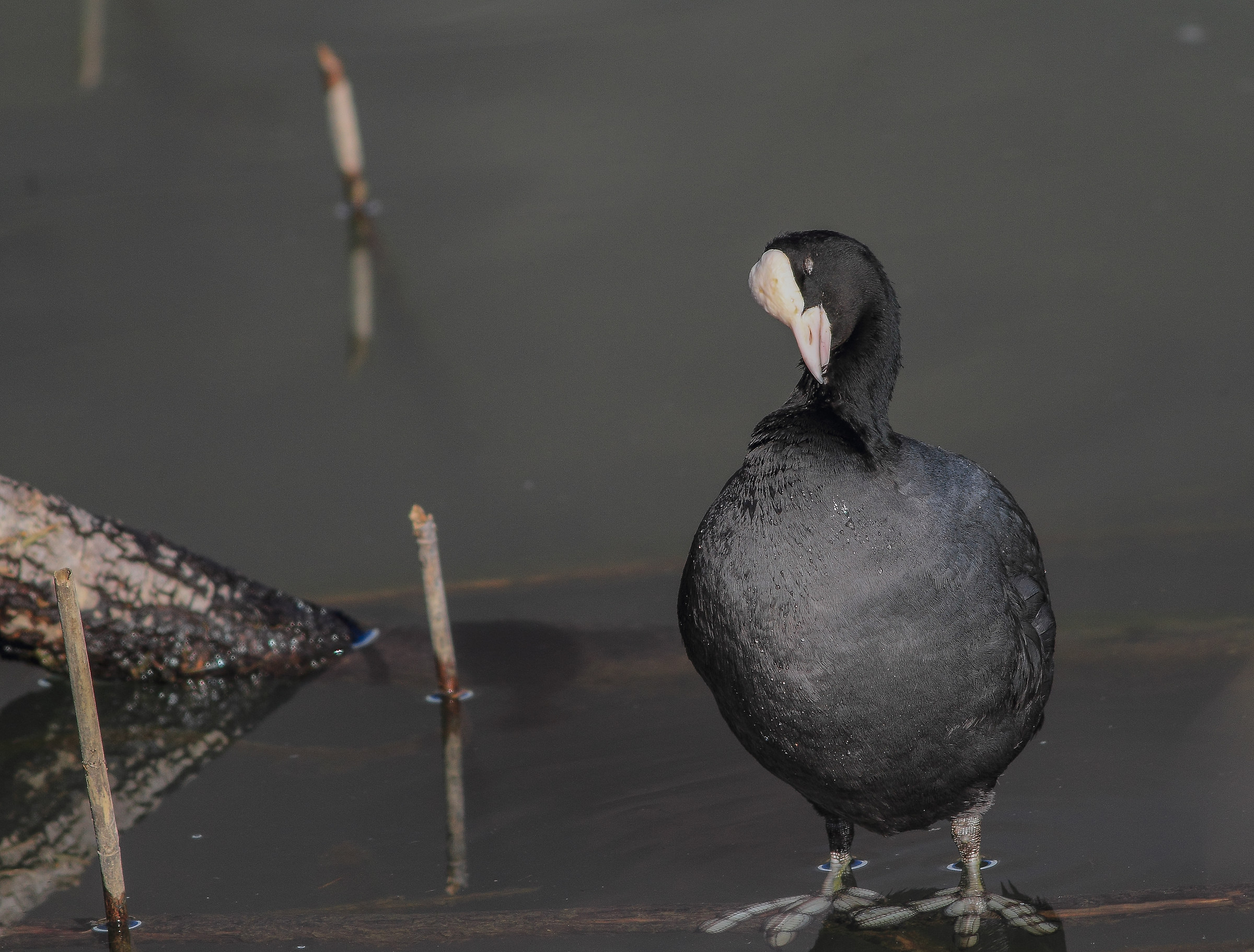 Con i piedi in acqua e gli occhi chiusi , inizia la gg