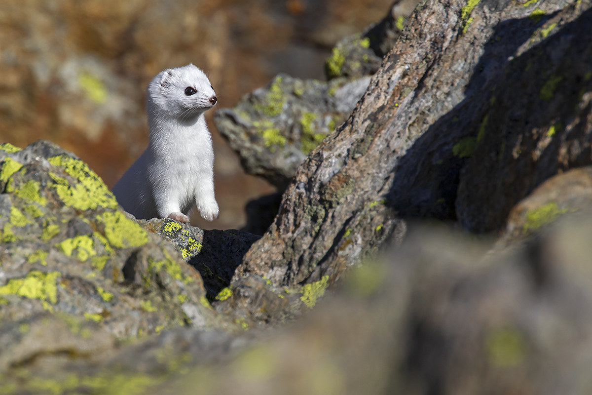 ermine, ready for winter.