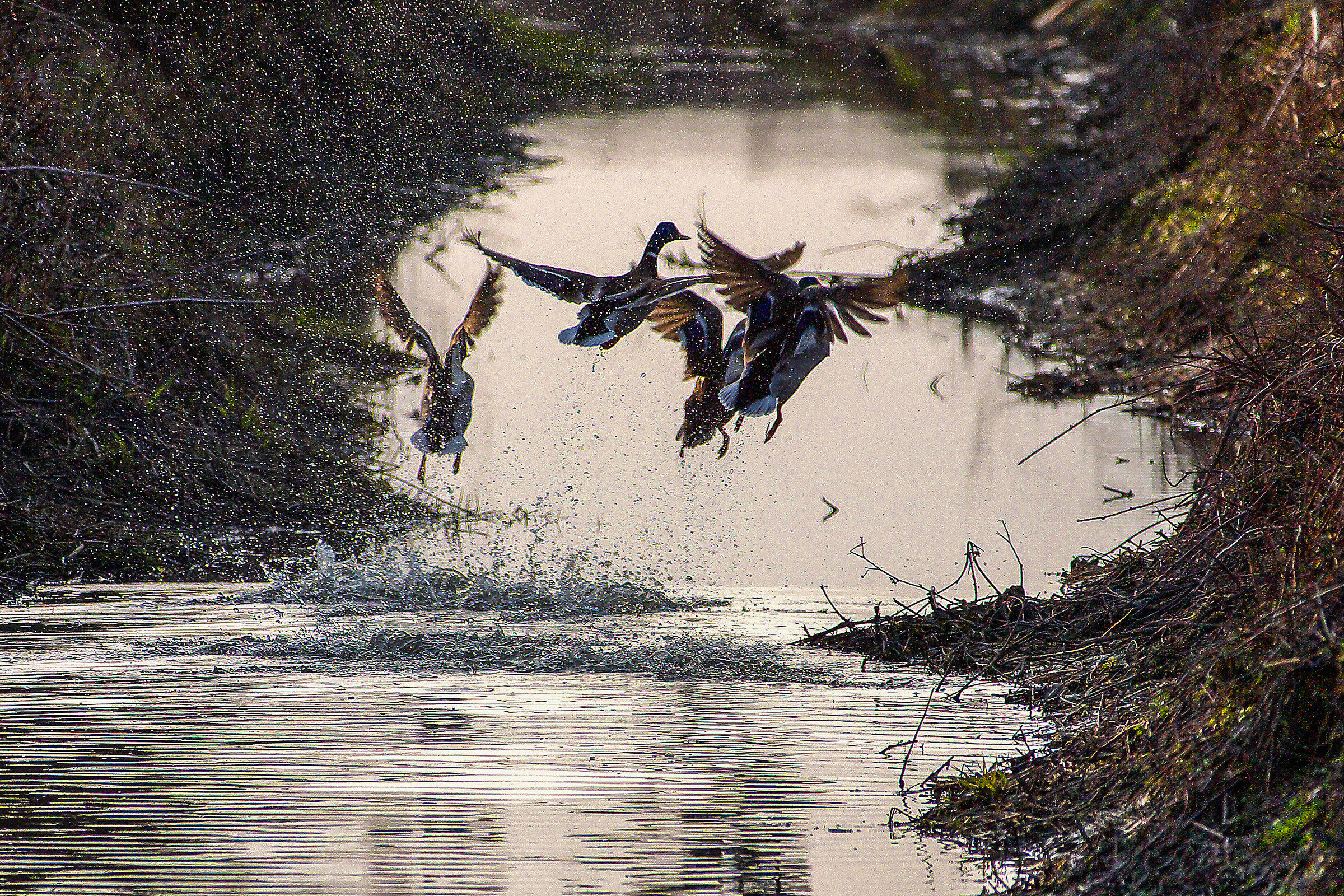si salvi chi pùò.....