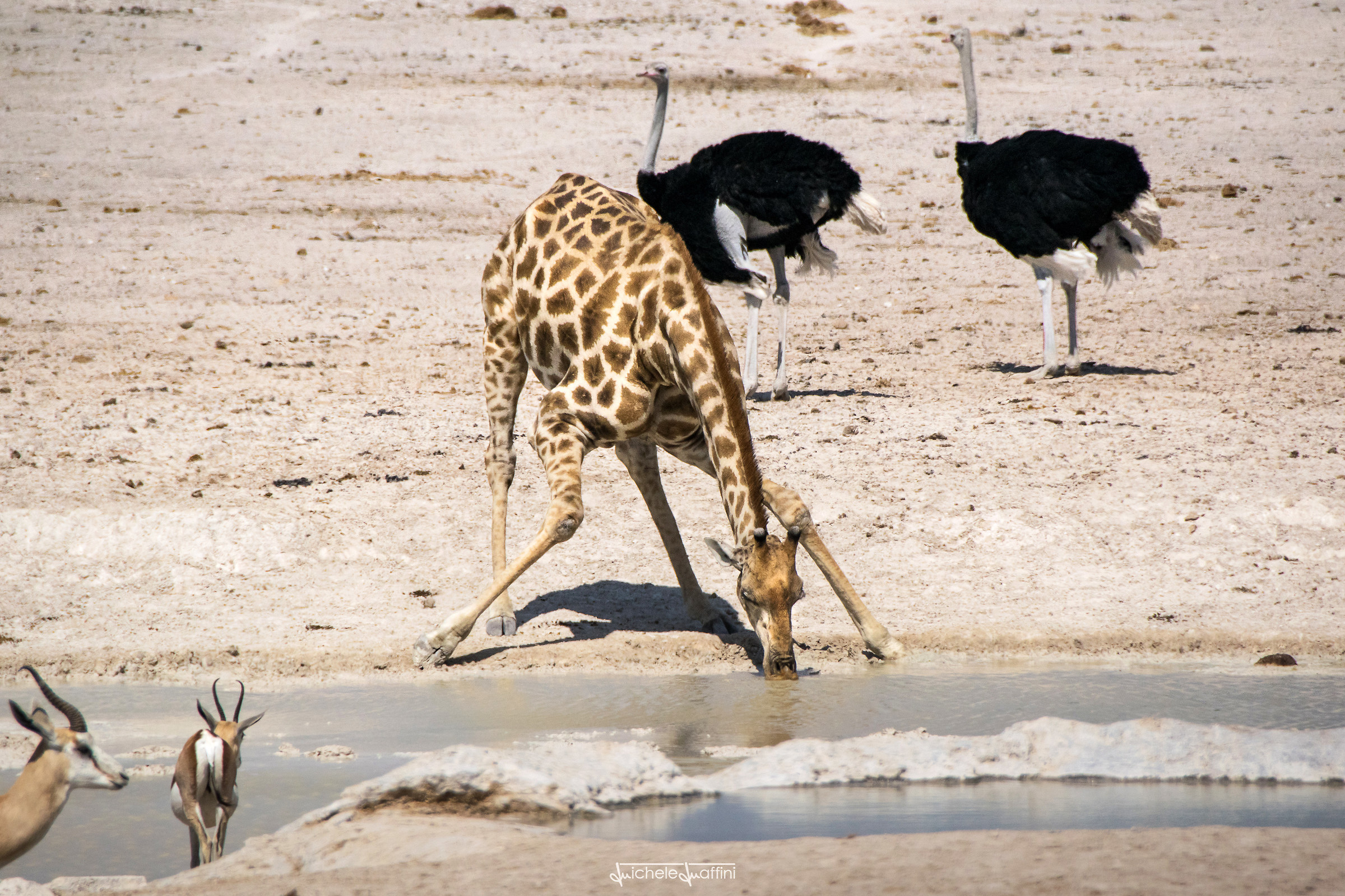 Namibia - Giraffe that suffers