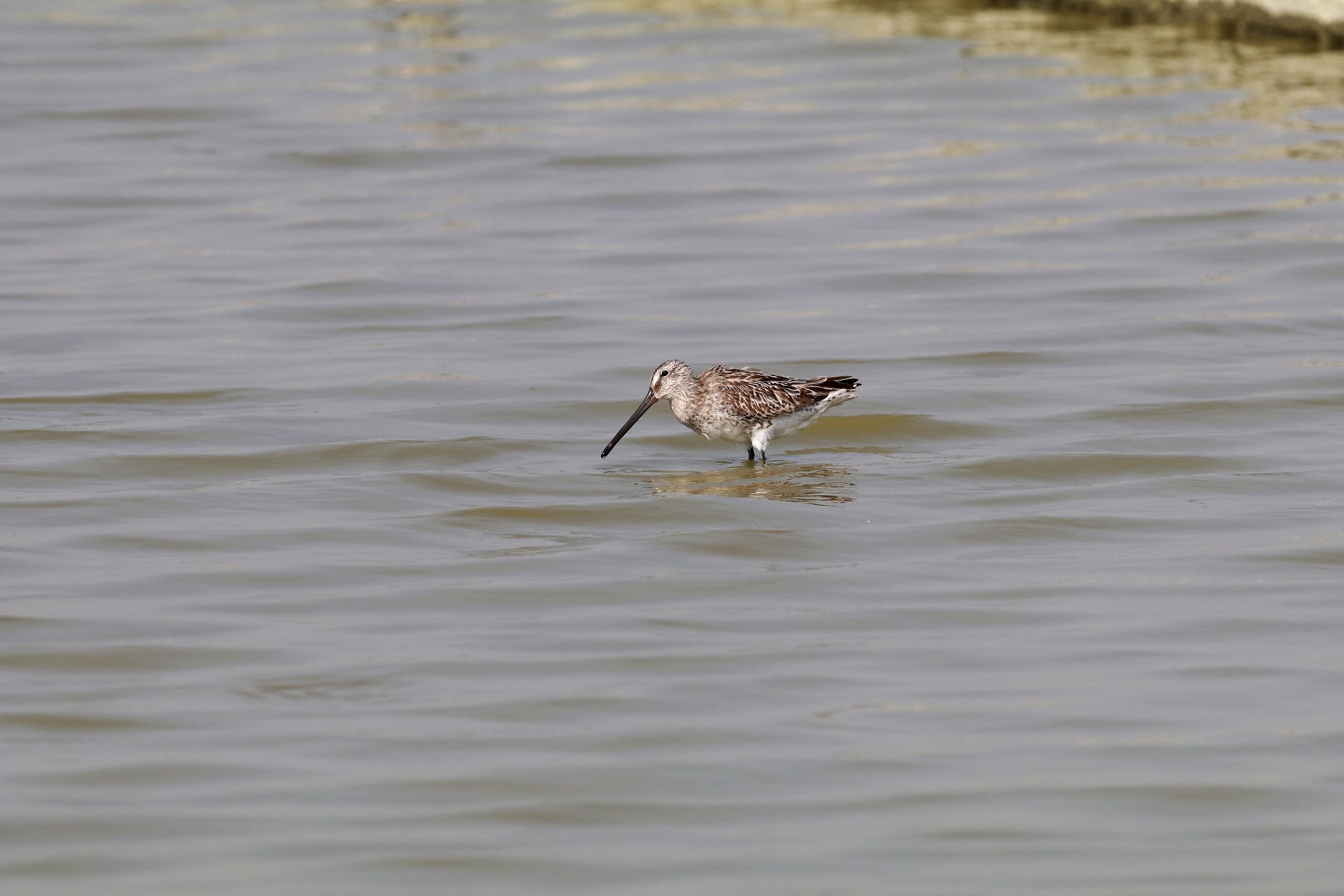 Asian Dowitcher