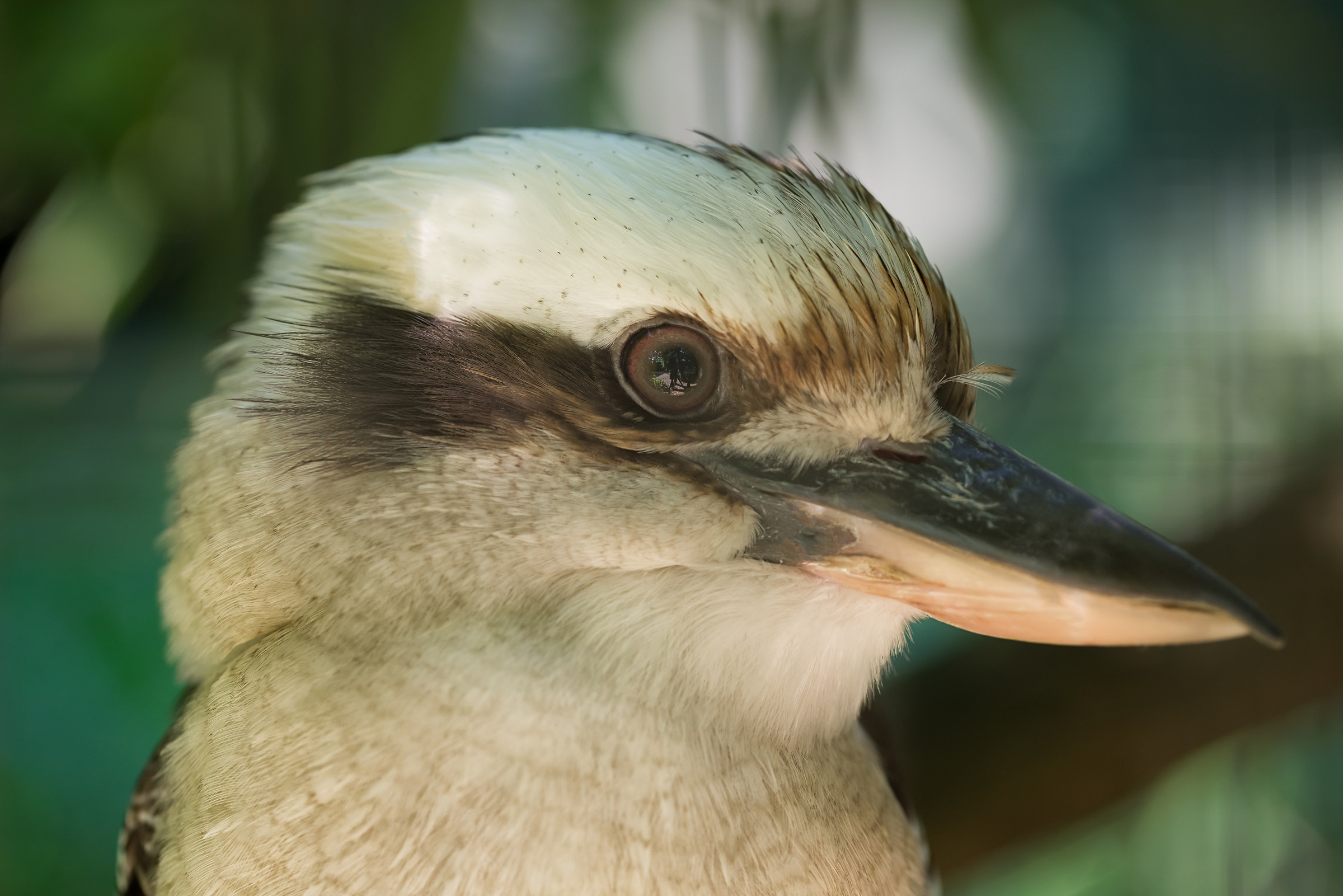 kookaburra
