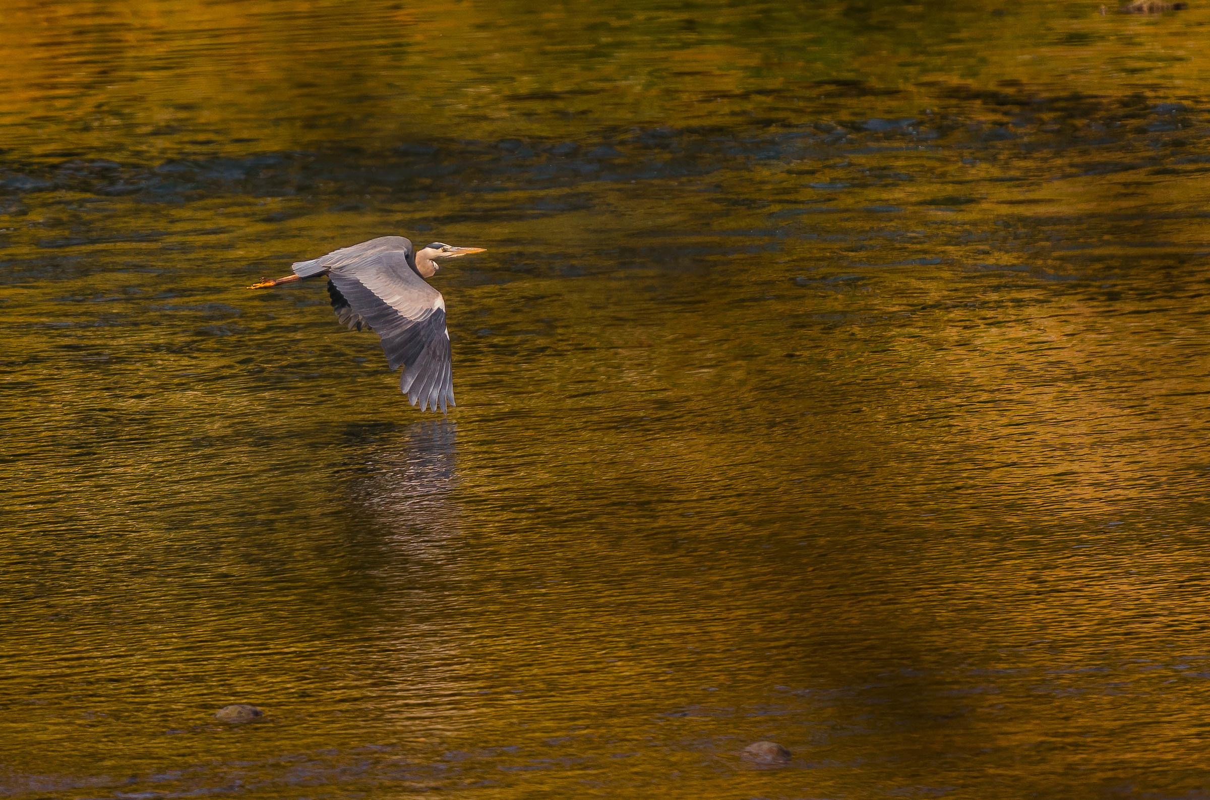 volo radente..............