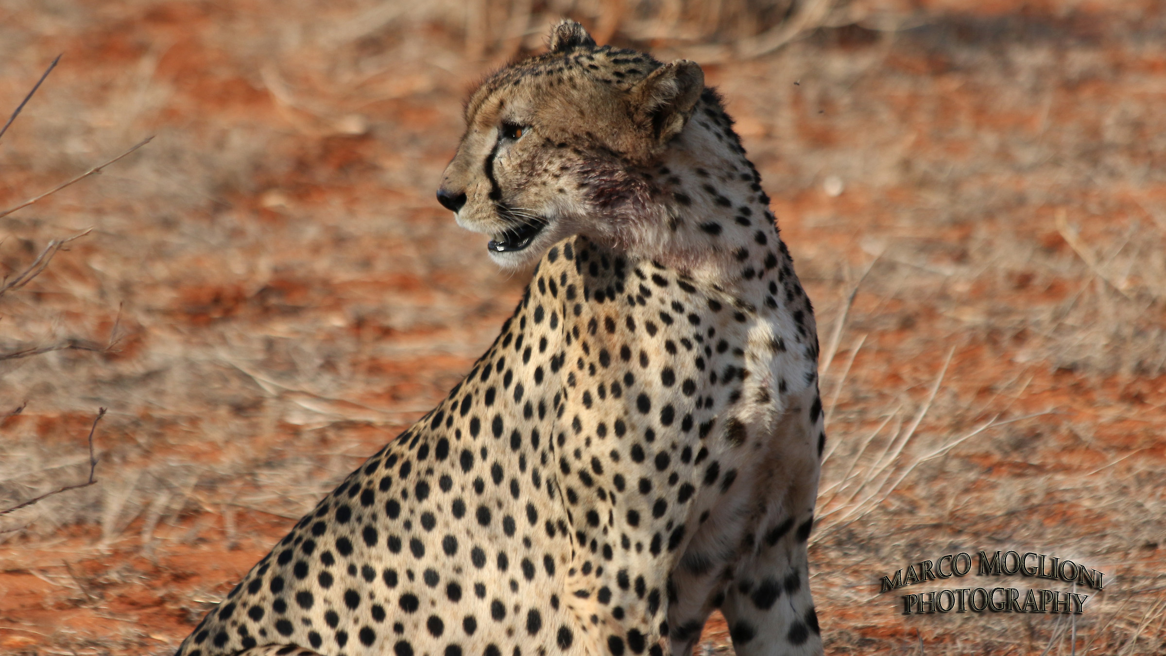 Cheetah Tsavo est 2017