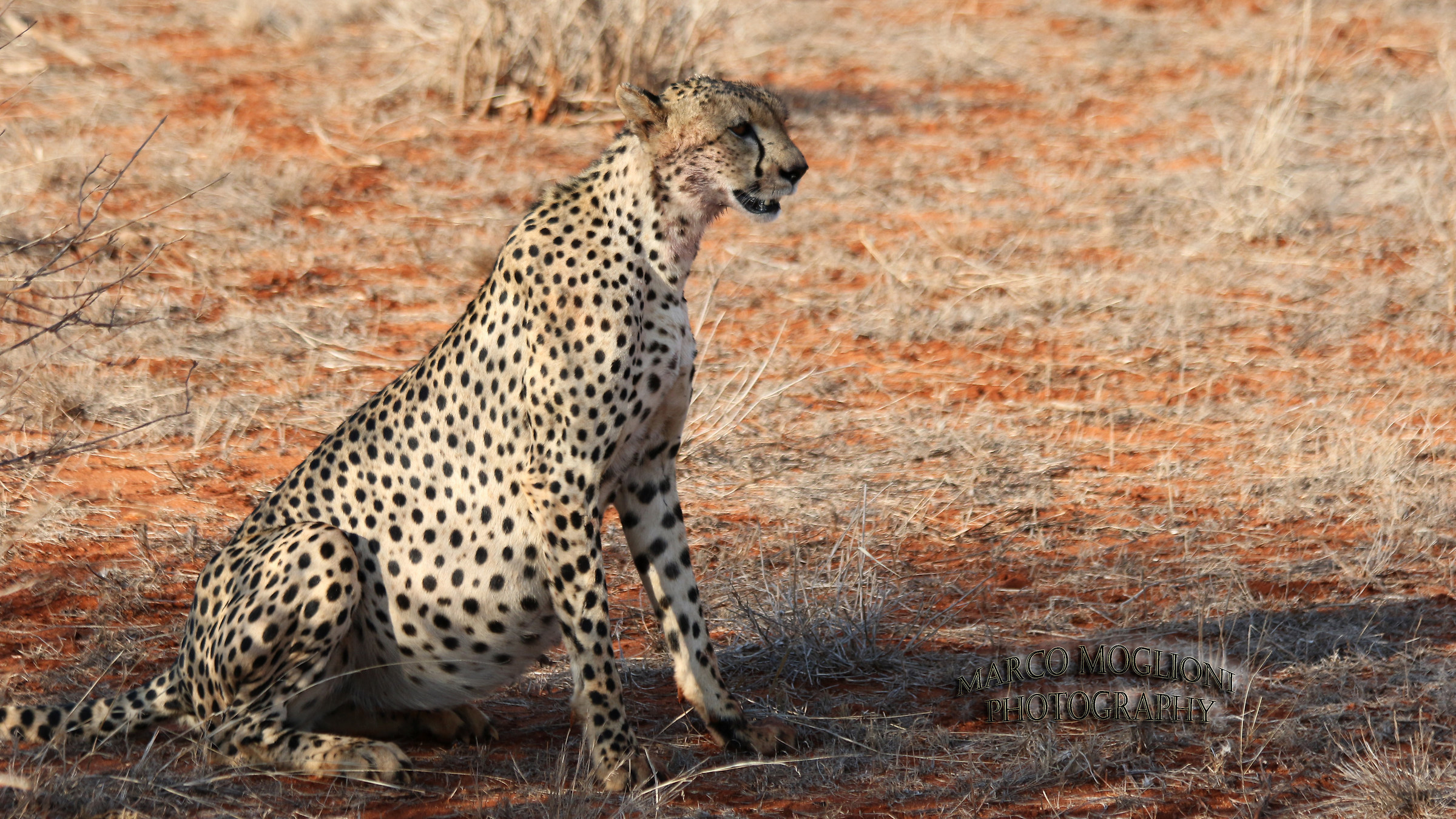 Cheetah Tsavo est 2017