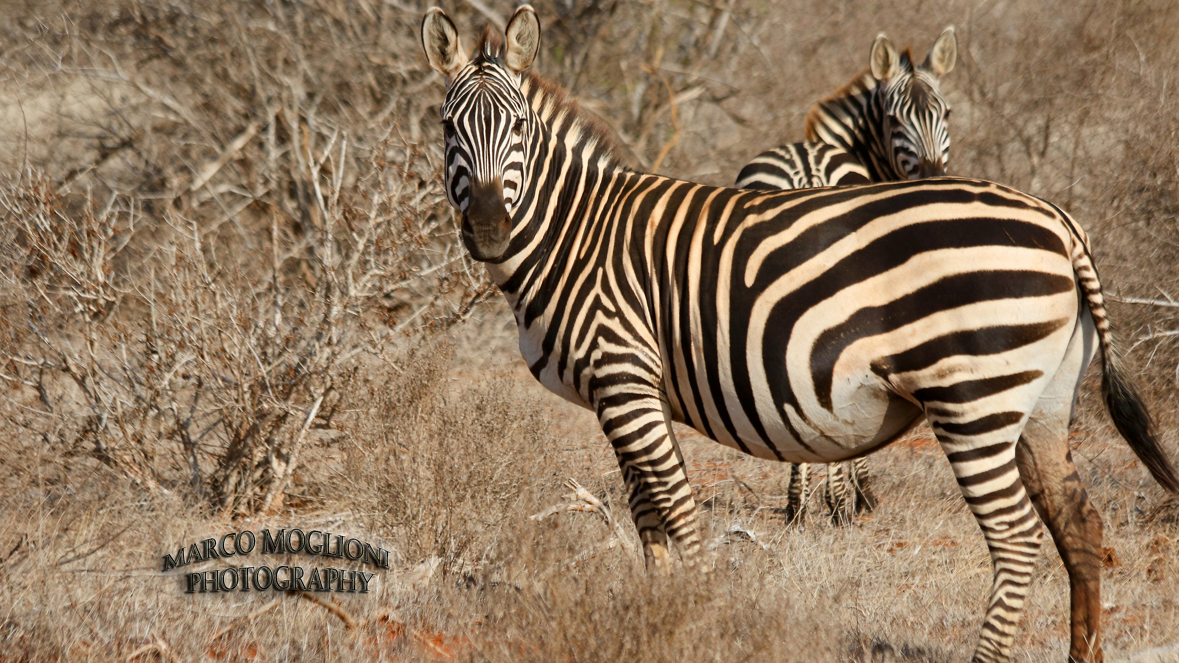 Zebra  Tsavo est 2017