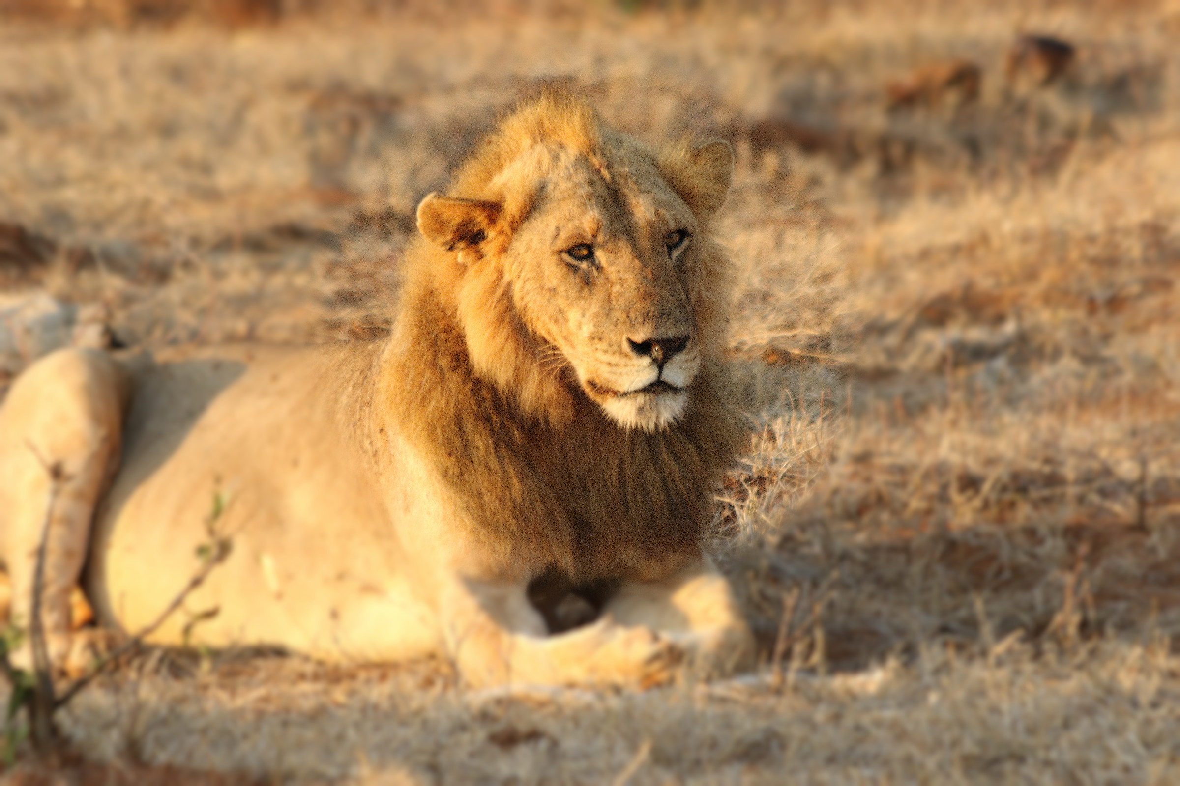 Leon Tsavo est September 2017