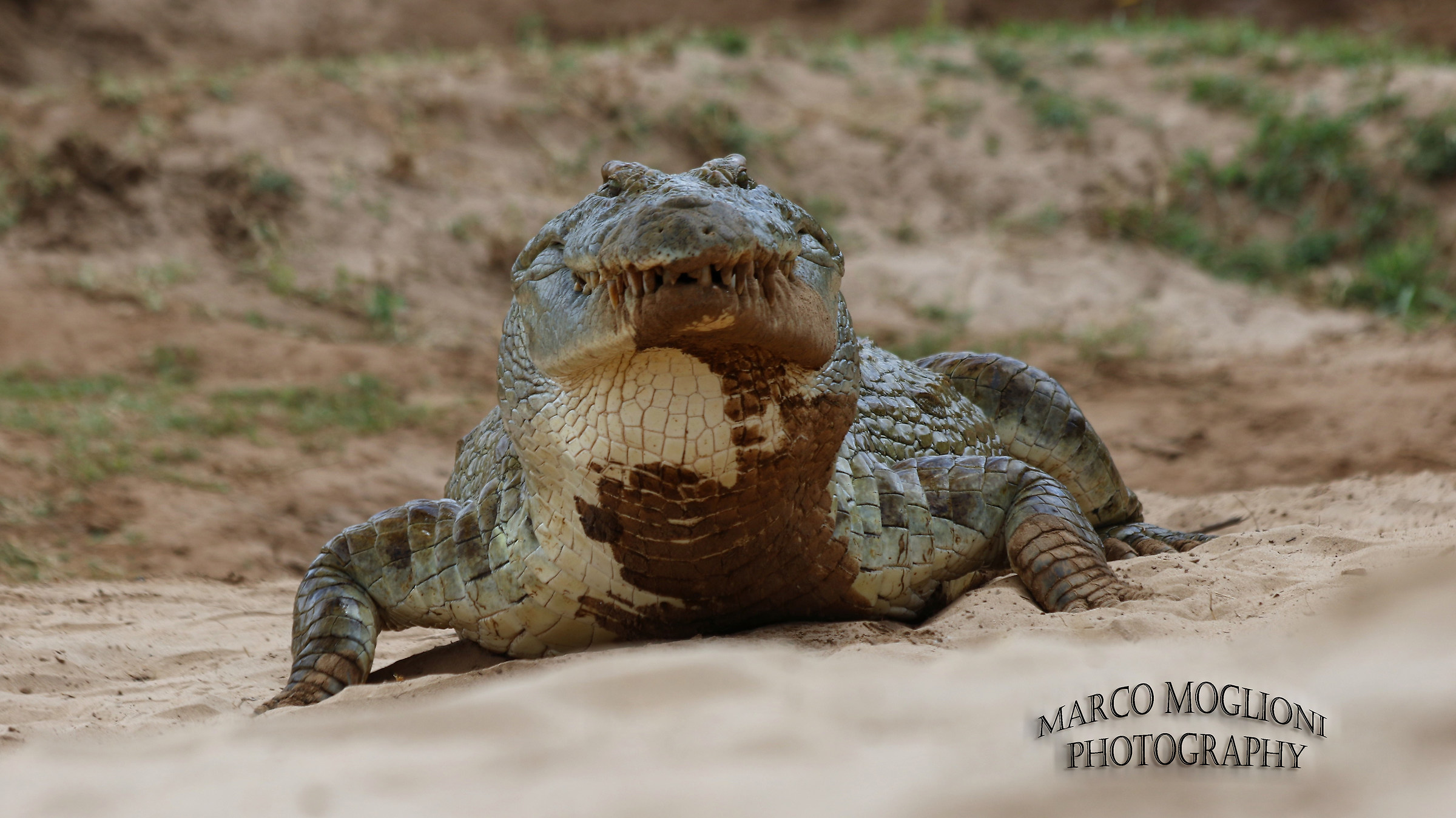 Coccodrillo Tsavo East September 2017